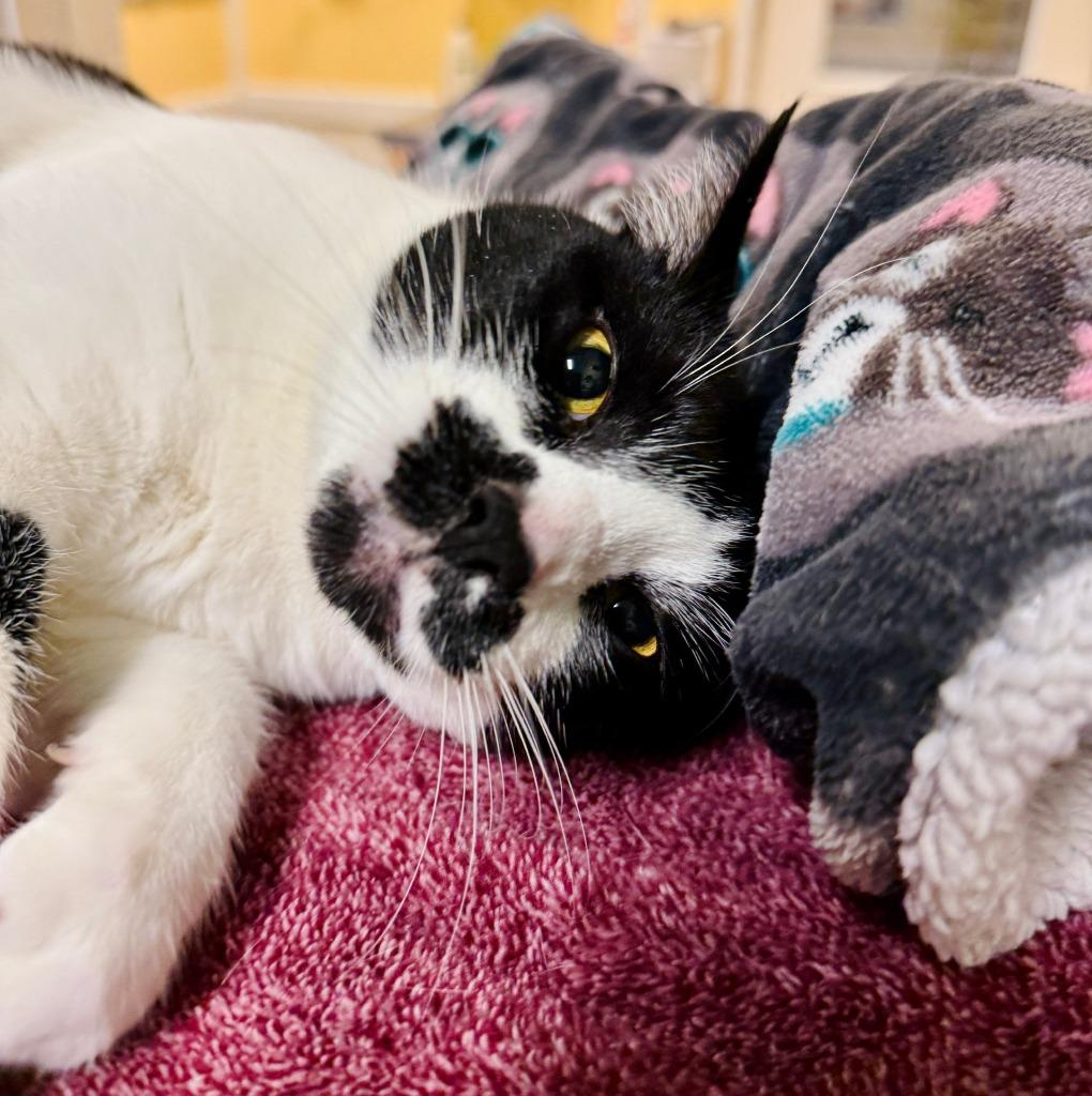 Enlarge Heather, a Adoptable mixed breed in Eastsound, WA image 4/6