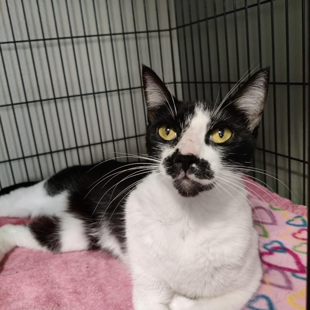 Heather, a Adoptable mixed breed in Eastsound, WA image 3/3