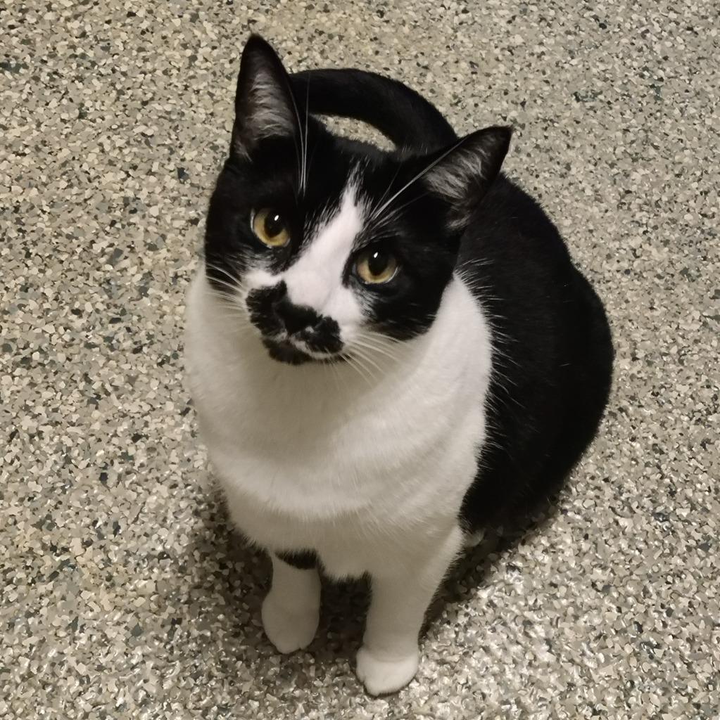 Enlarge Heather, a Adoptable mixed breed in Eastsound, WA image 5/6