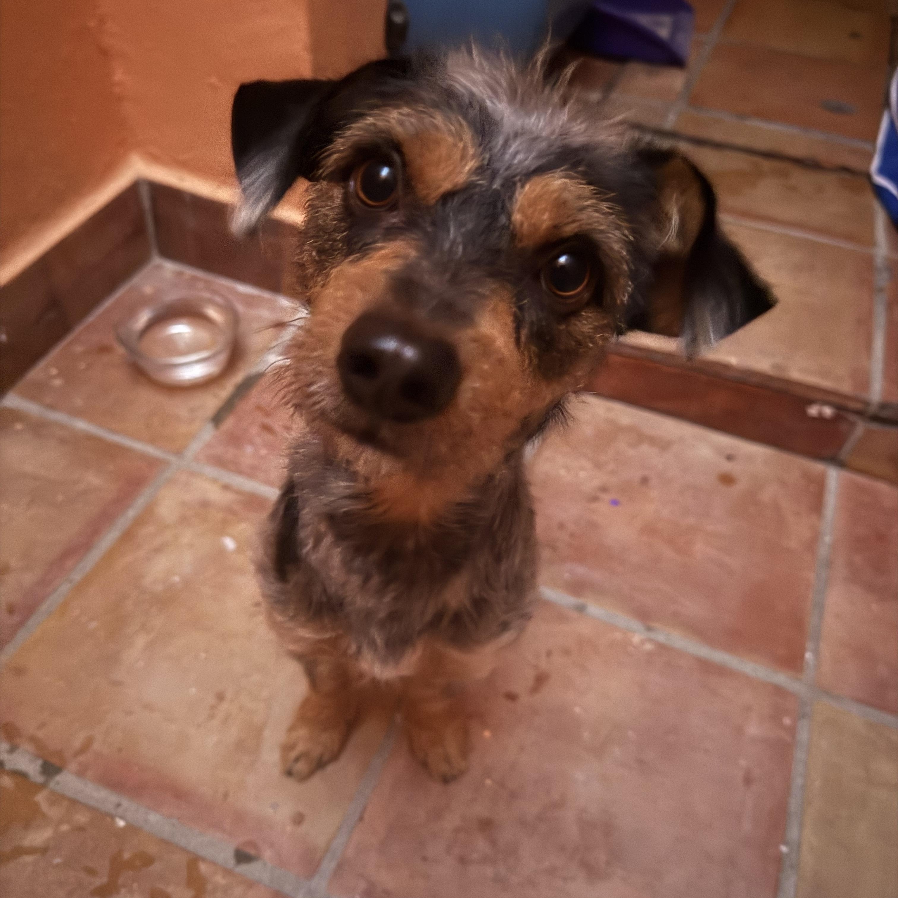 Morris, adopted, Adult Male Wirehaired Dachshund & Miniature Schnauzer.