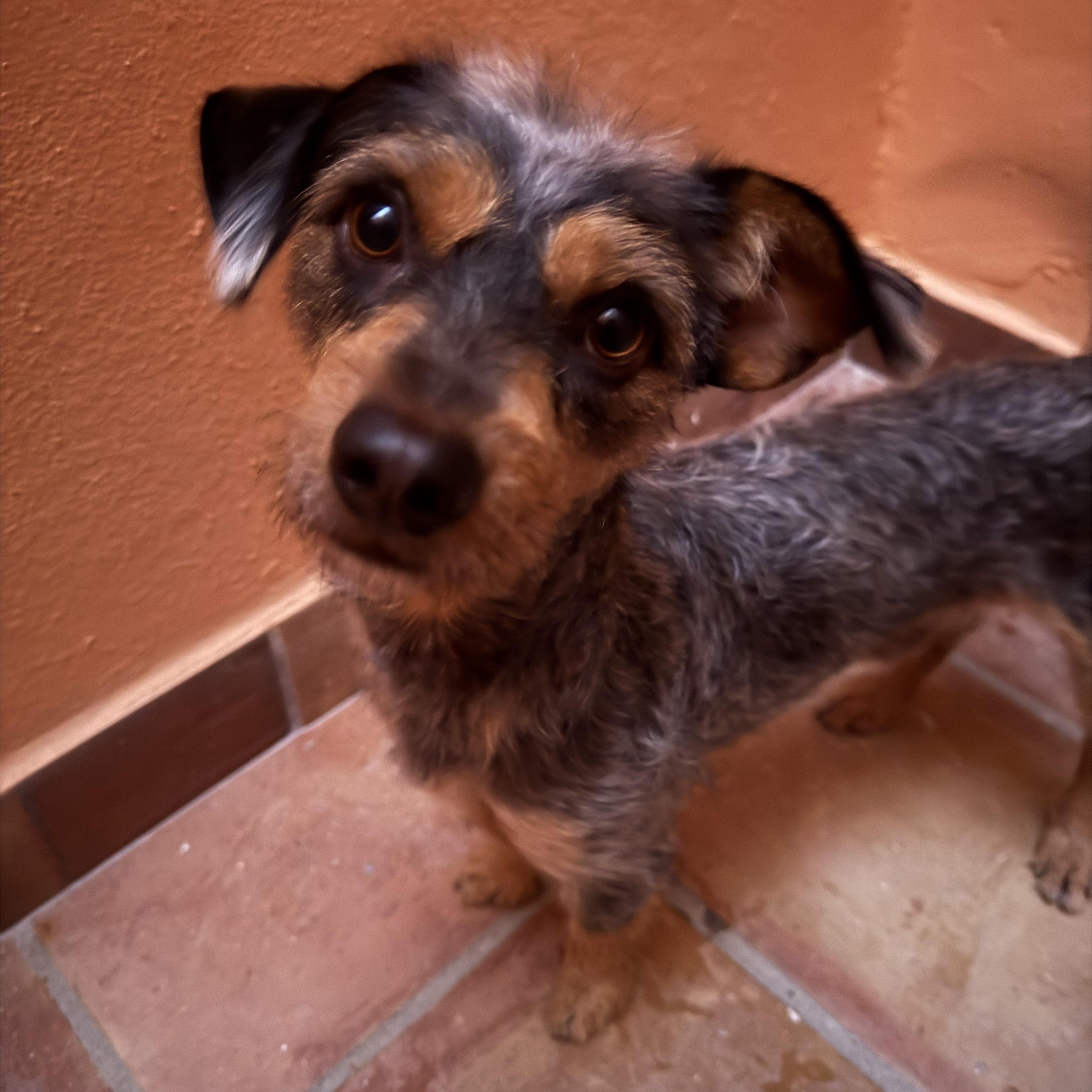 Enlarge Morris, an adopted mixed breed in Tomkins Cove, NY image 3/4