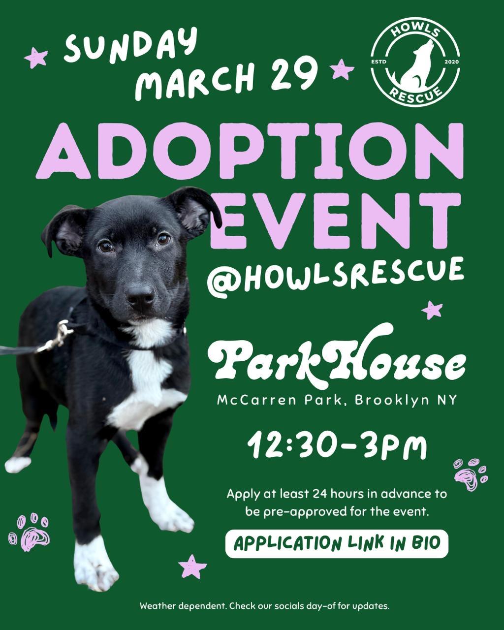 Enlarge Morris, an adopted mixed breed in Tomkins Cove, NY image 4/4