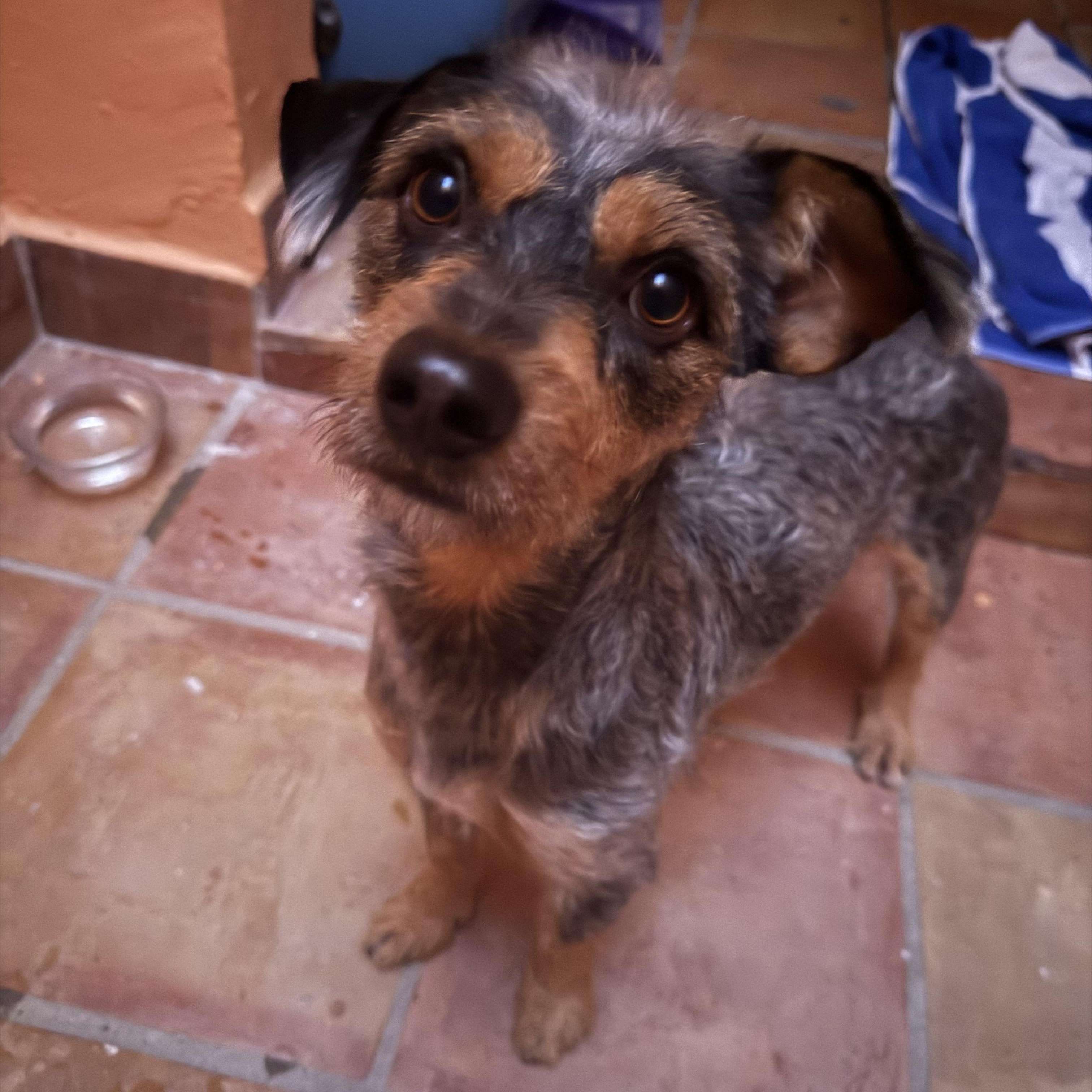 Enlarge Morris, an adopted mixed breed in Tomkins Cove, NY image 2/4