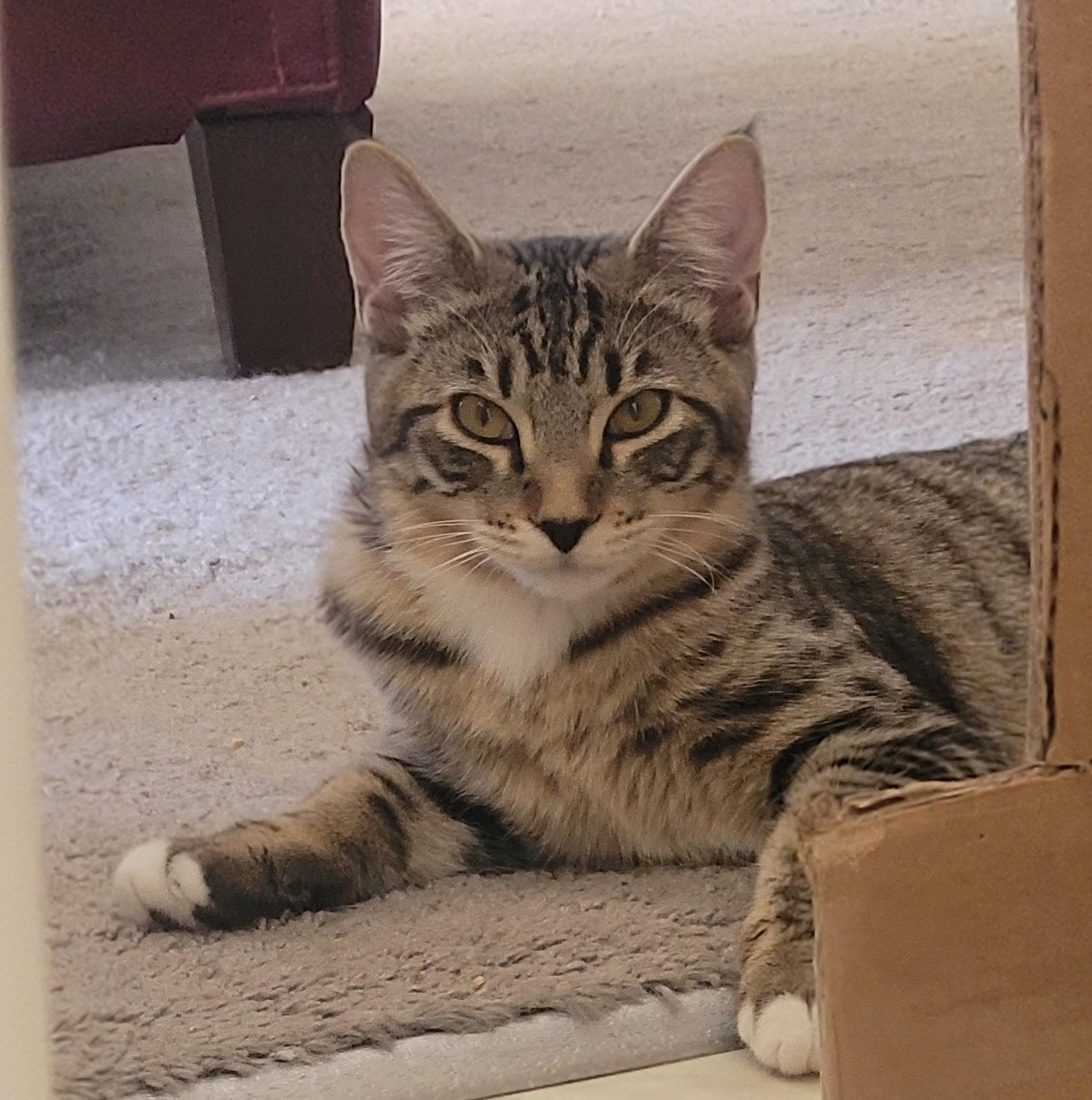 Enlarge Wilma - A Cat's friend, a ADOPTABLE Tabby in Fountain Valley, CA image 1/3