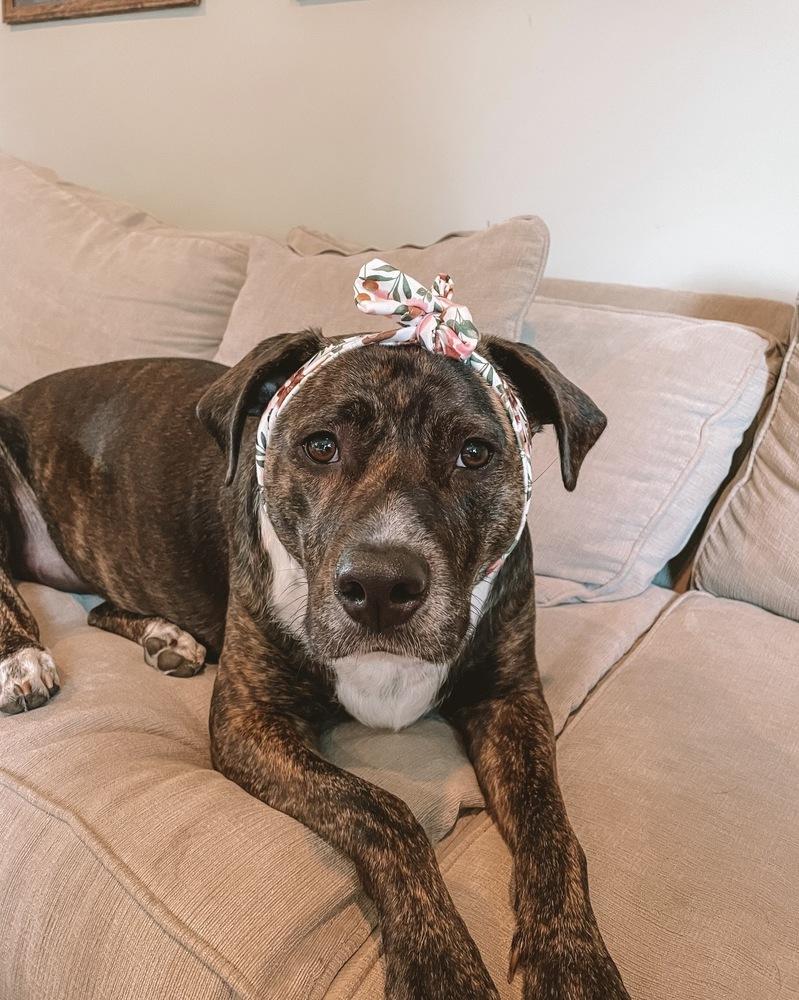 Enlarge Trace, a Adoptable mixed breed in Willingboro, NJ image 1/5