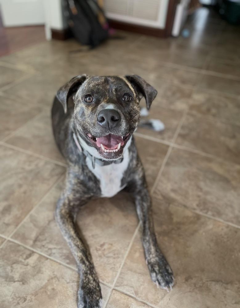 Enlarge Trace, a Adoptable mixed breed in Willingboro, NJ image 3/5