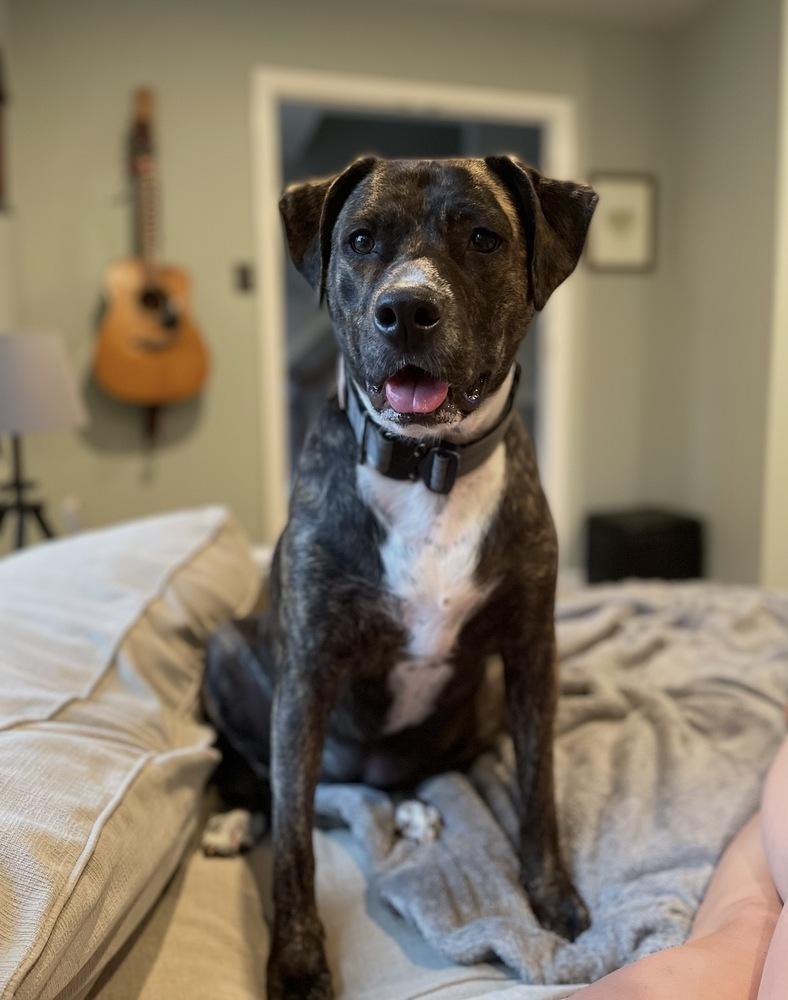 Enlarge Trace, a Adoptable mixed breed in Willingboro, NJ image 4/5