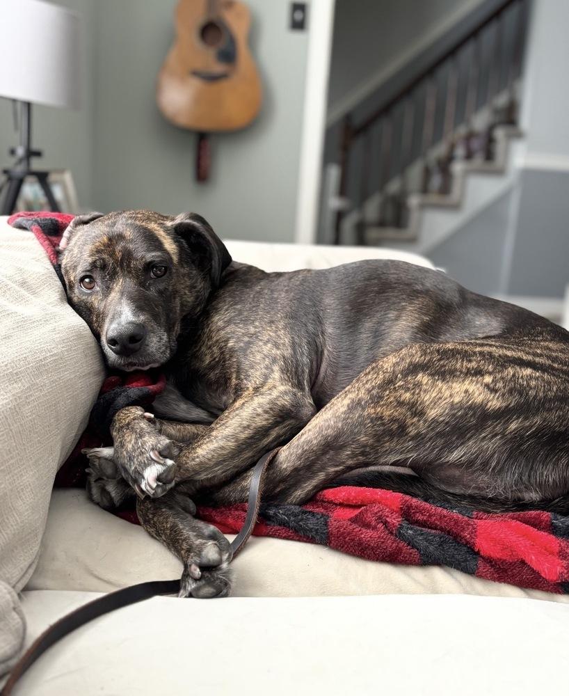 Enlarge Trace, a Adoptable mixed breed in Willingboro, NJ image 5/5