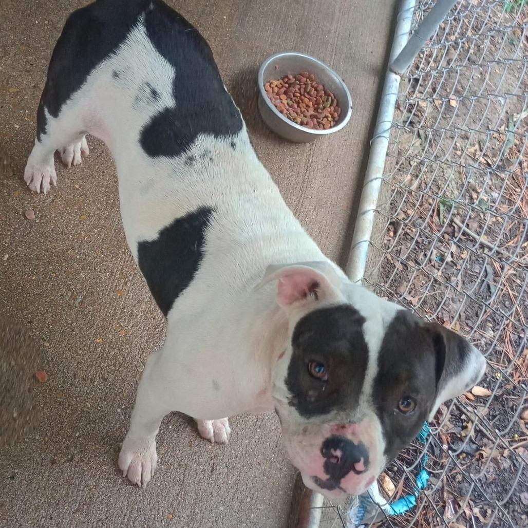Enlarge Tillie, a Adoptable Pit Bull Terrier in Jena, LA image 1/1