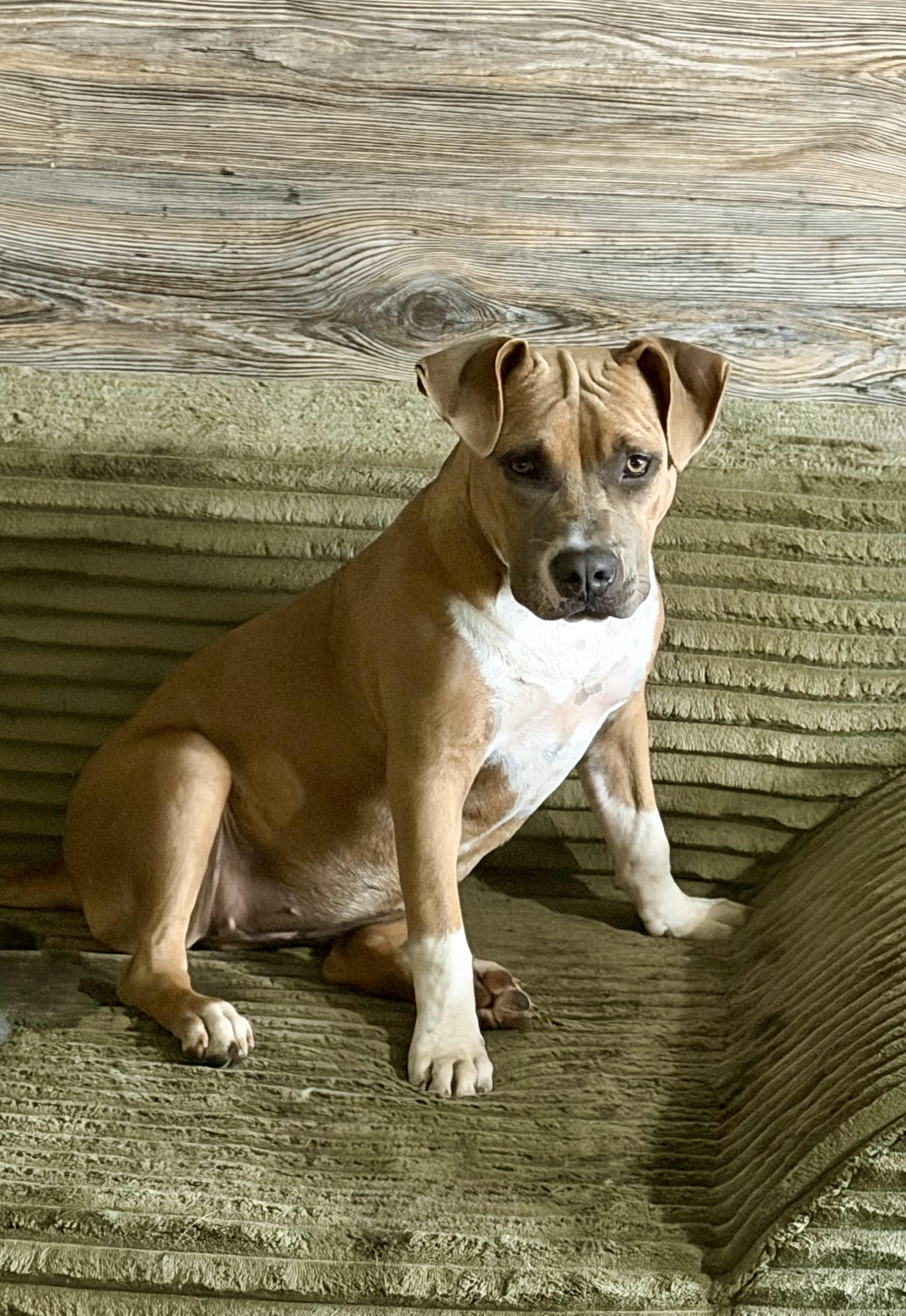 Bristol, Adoptable, Young Female Pit Bull Terrier.