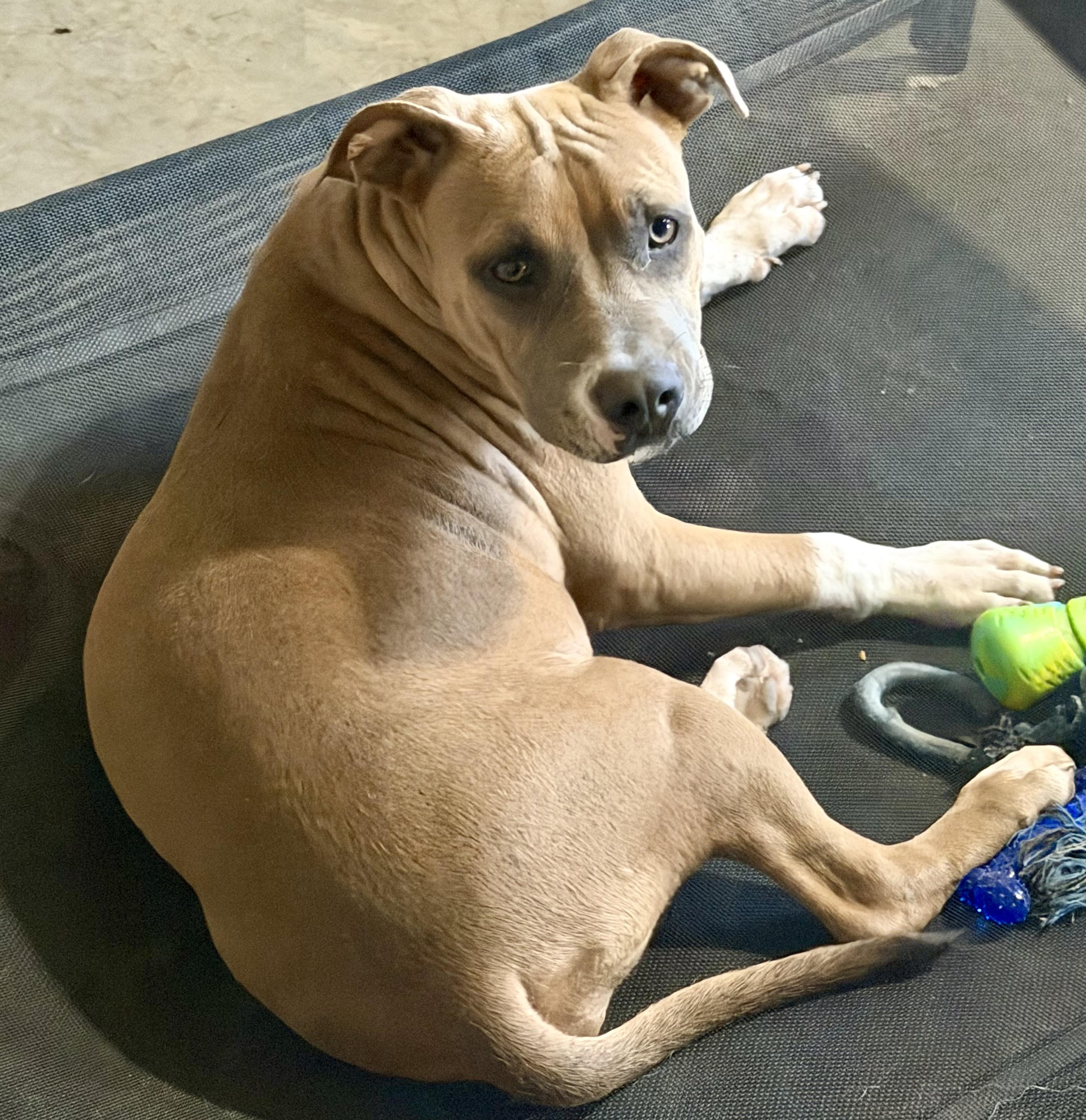 Enlarge Bristol, a Adoptable mixed breed in YALE, SD image 3/3
