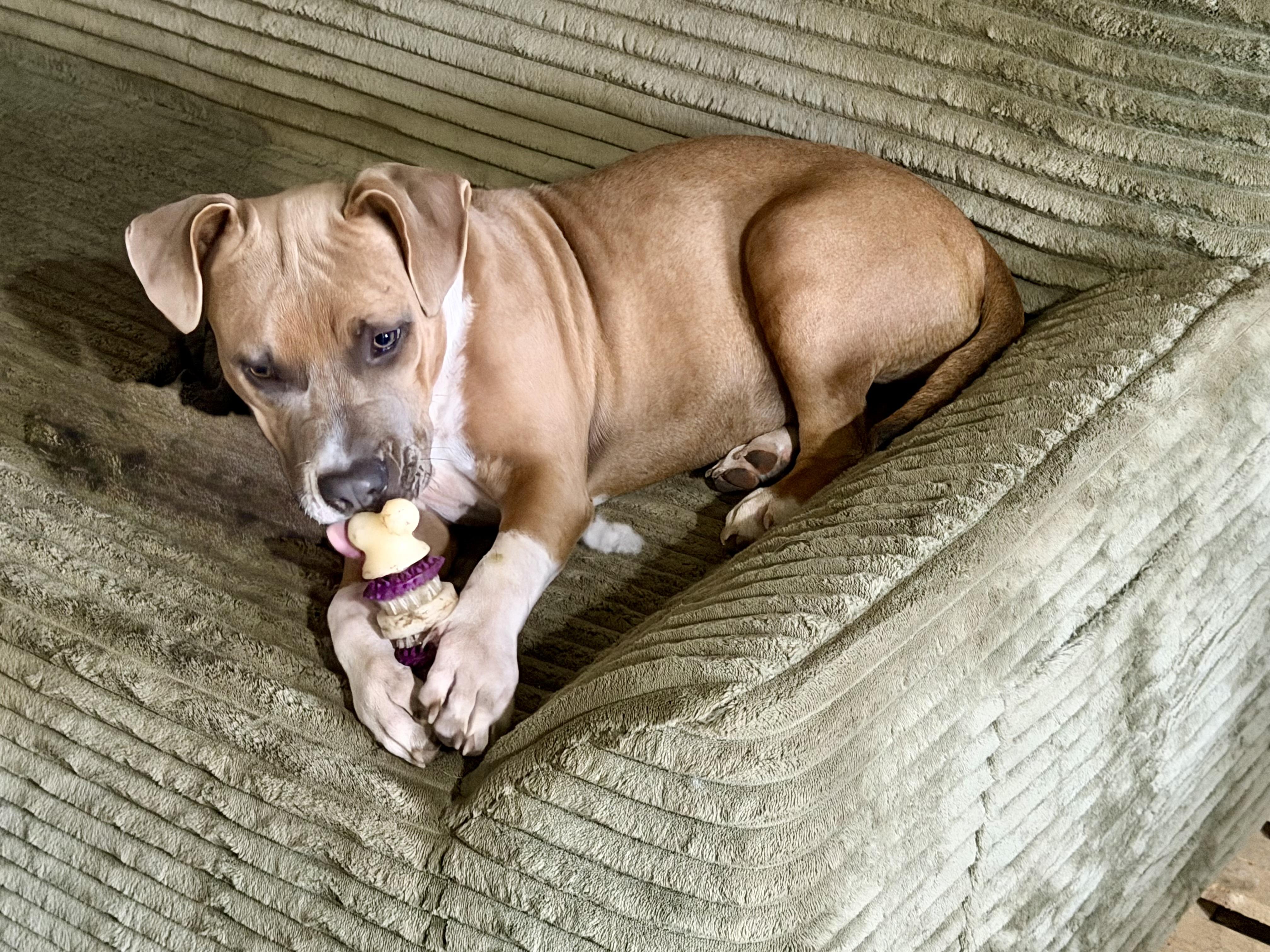 Enlarge Bristol, a Adoptable mixed breed in YALE, SD image 2/3