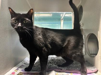 Enlarge Camello, a Adoptable mixed breed in New Orleans, LA image 1/1