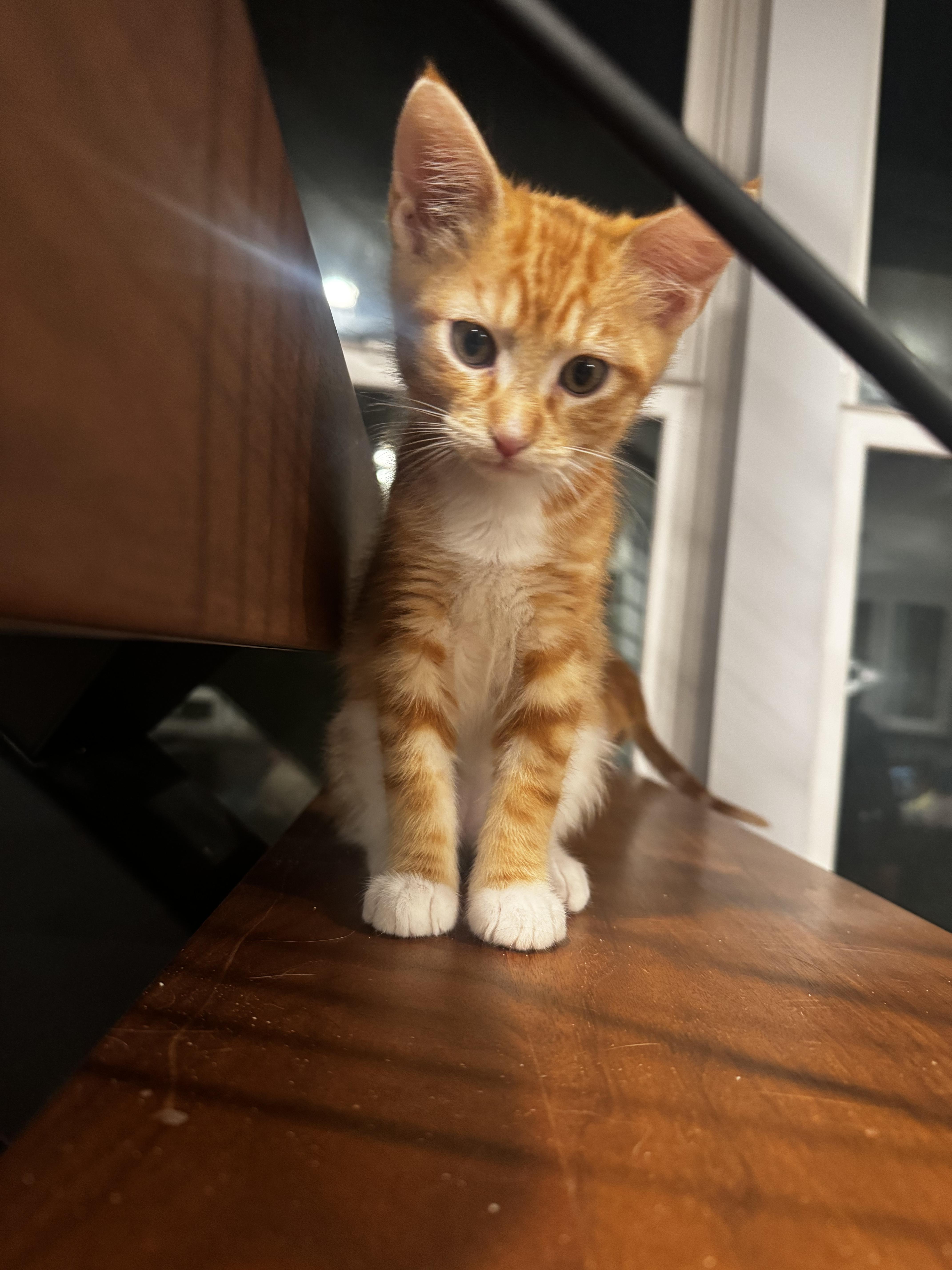 Orion - the Star, ADOPTABLE, Young Male Tabby & Domestic Short Hair.