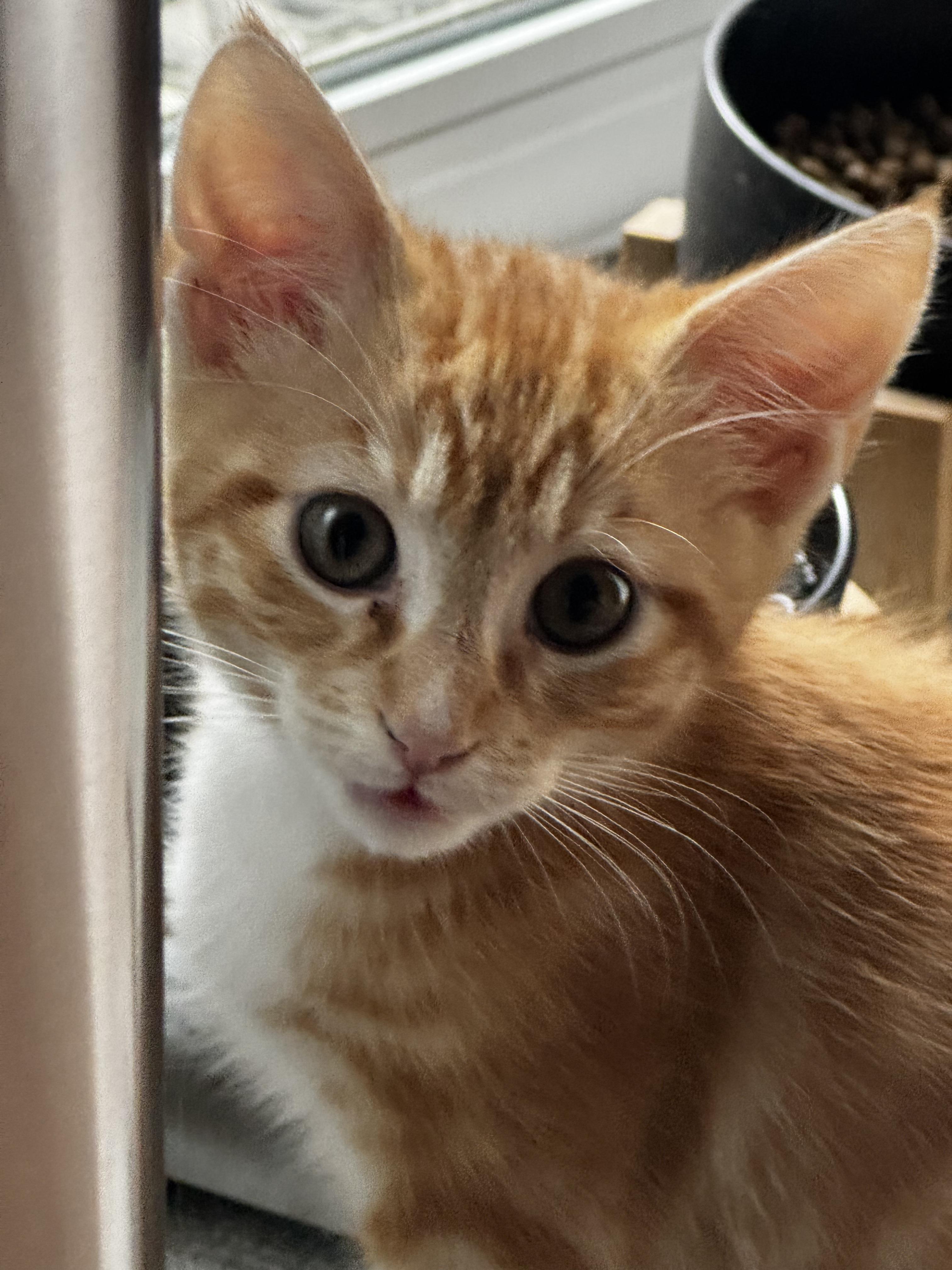 Orion - the Star, a ADOPTABLE mixed breed in Fountain Valley, CA image 4/4