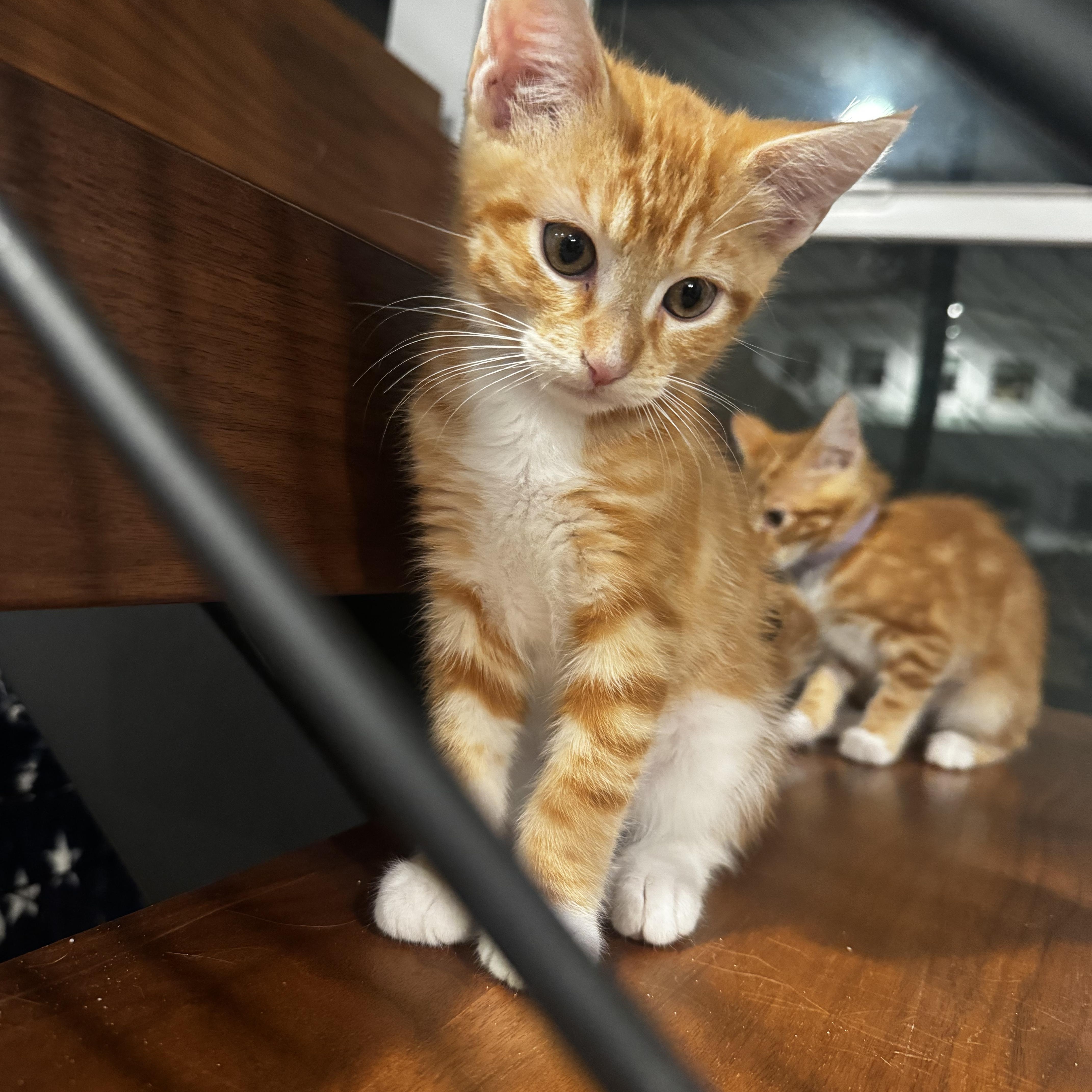 Orion - the Star, a ADOPTABLE mixed breed in Fountain Valley, CA image 2/4