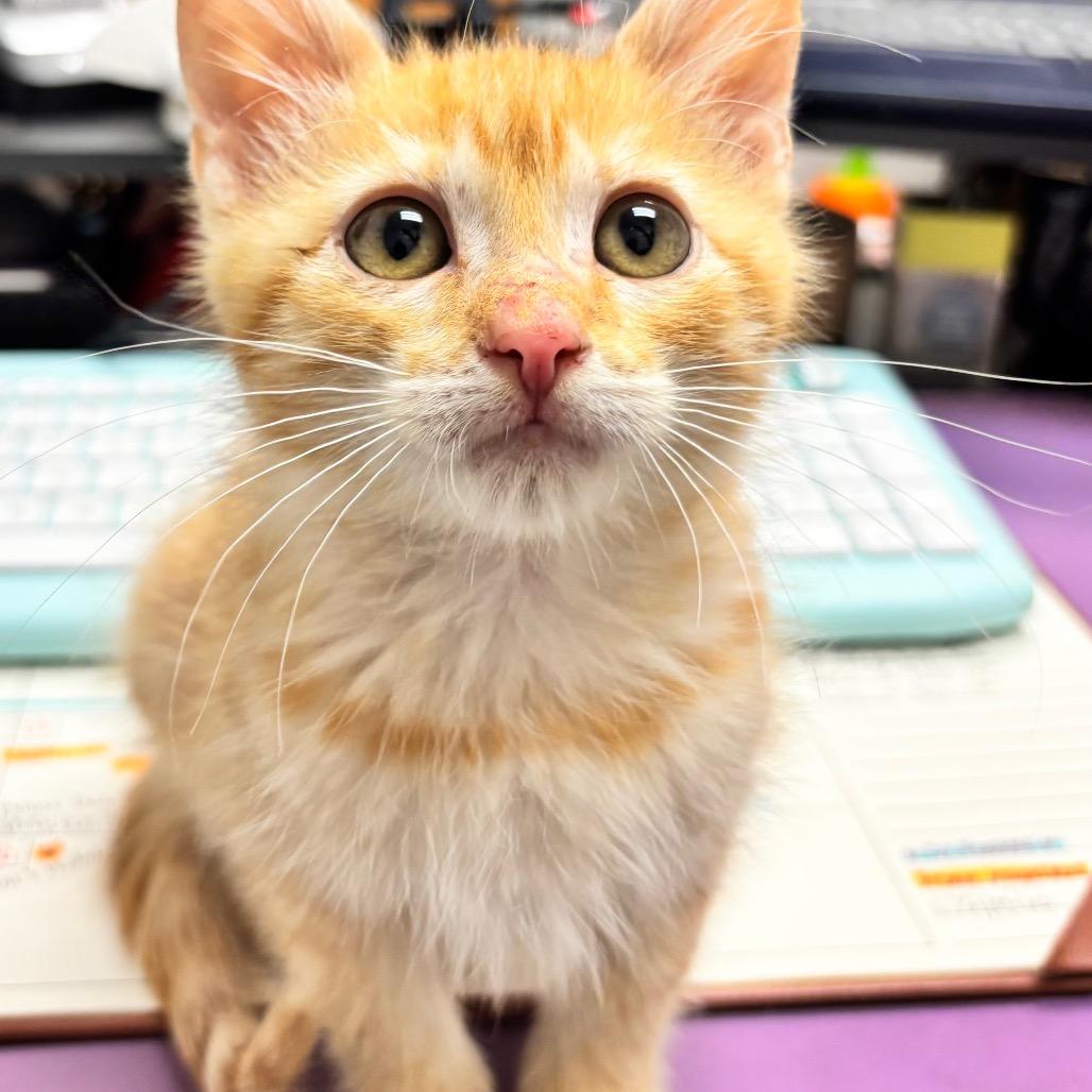 Enlarge JJ Puddington, a Adoptable mixed breed in Commerce City, CO image 2/6