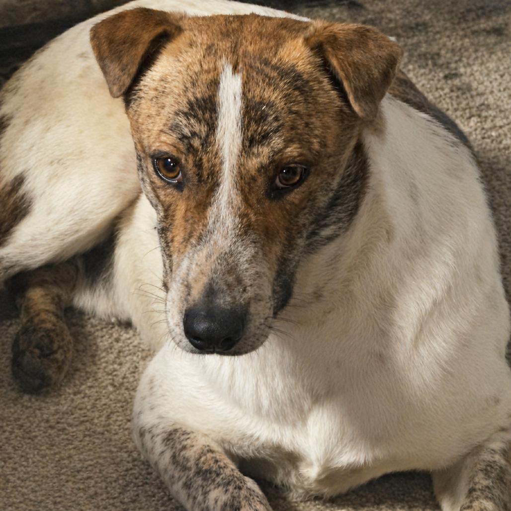 Gandalf, Adoptable, Young Male Cattle Dog & Mixed Breed.