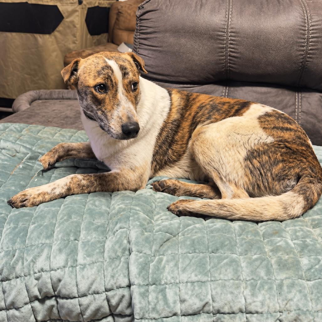 Enlarge Gandalf, a Adoptable mixed breed in Rogersville, MO image 2/3