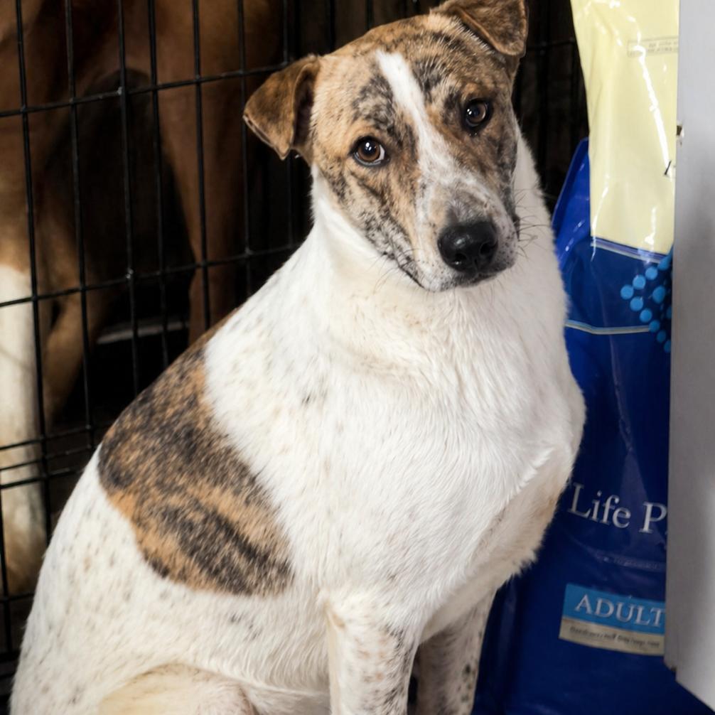 Enlarge Gandalf, a Adoptable mixed breed in Rogersville, MO image 3/3