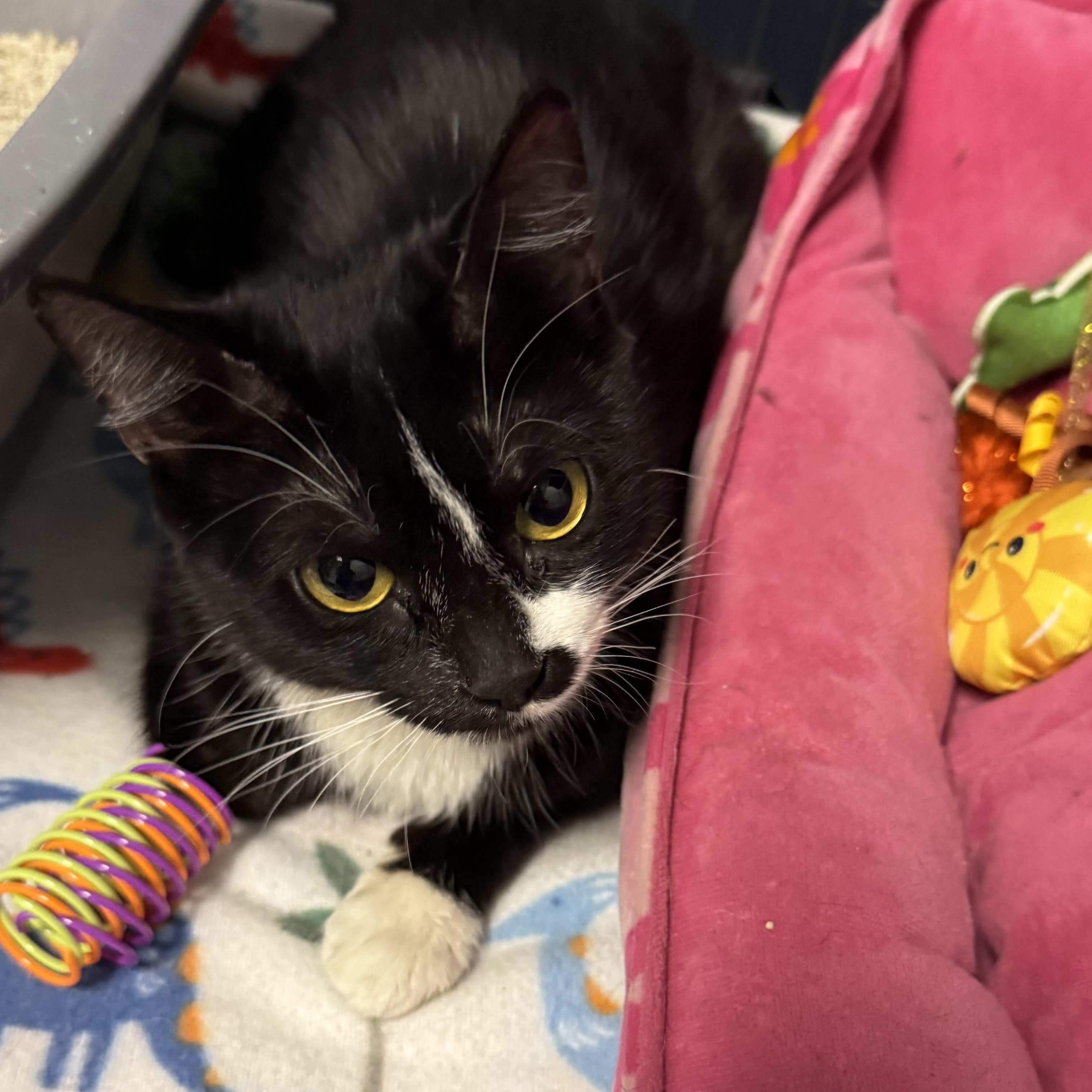 Socks, ADOPTABLE, Young Female Domestic Short Hair.