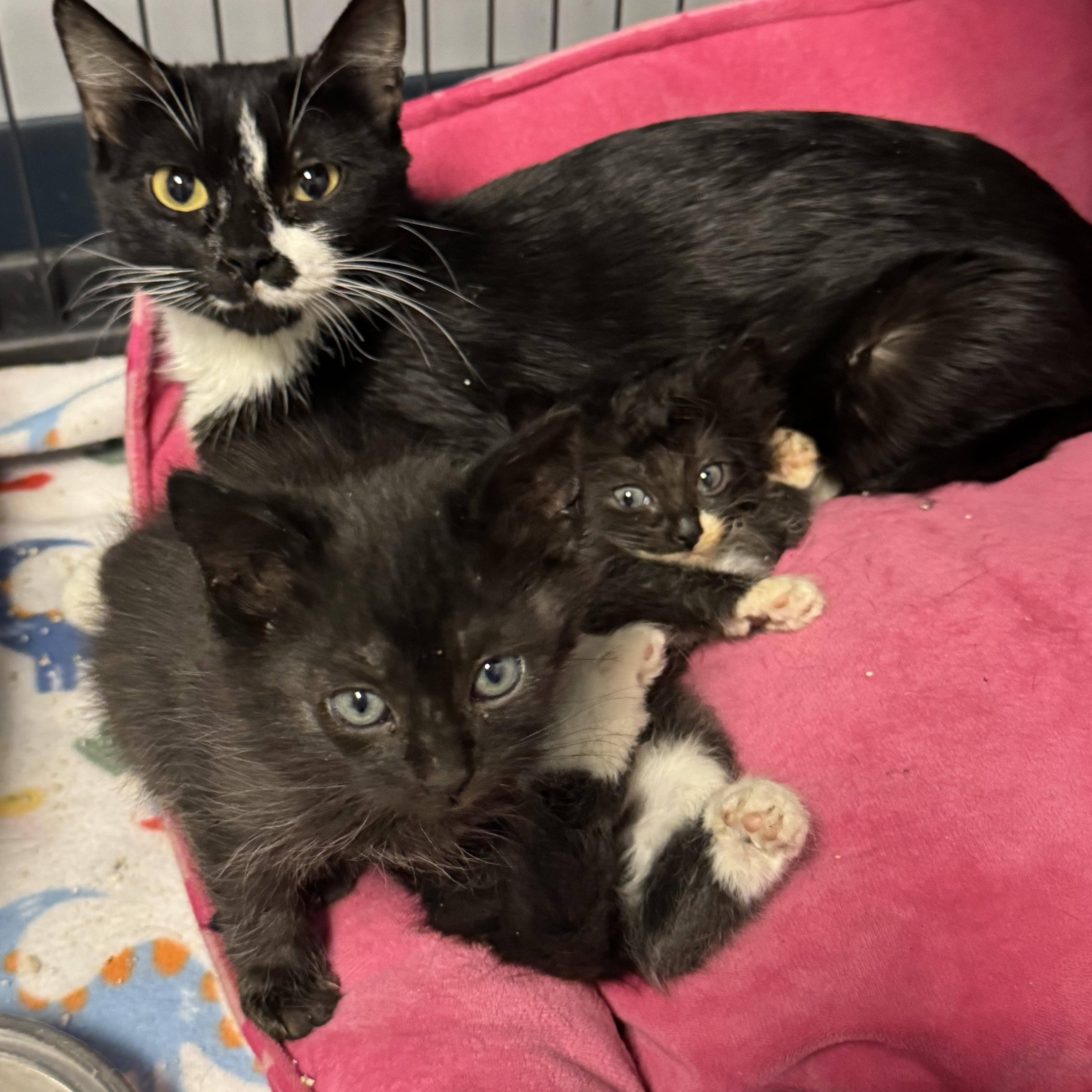 Socks, a ADOPTABLE mixed breed in Valley Center, KS image 2/5