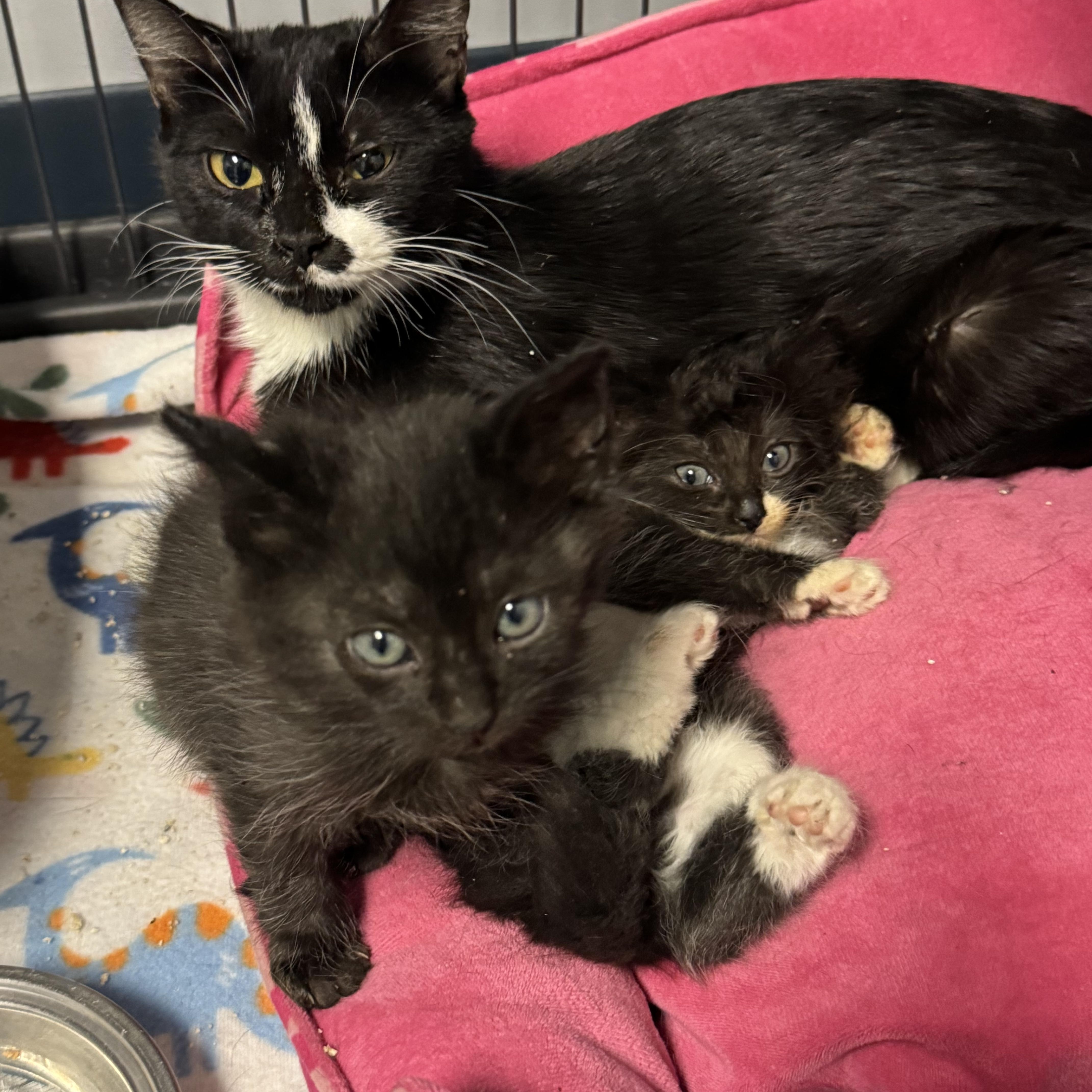 Socks, a ADOPTABLE mixed breed in Valley Center, KS image 3/5