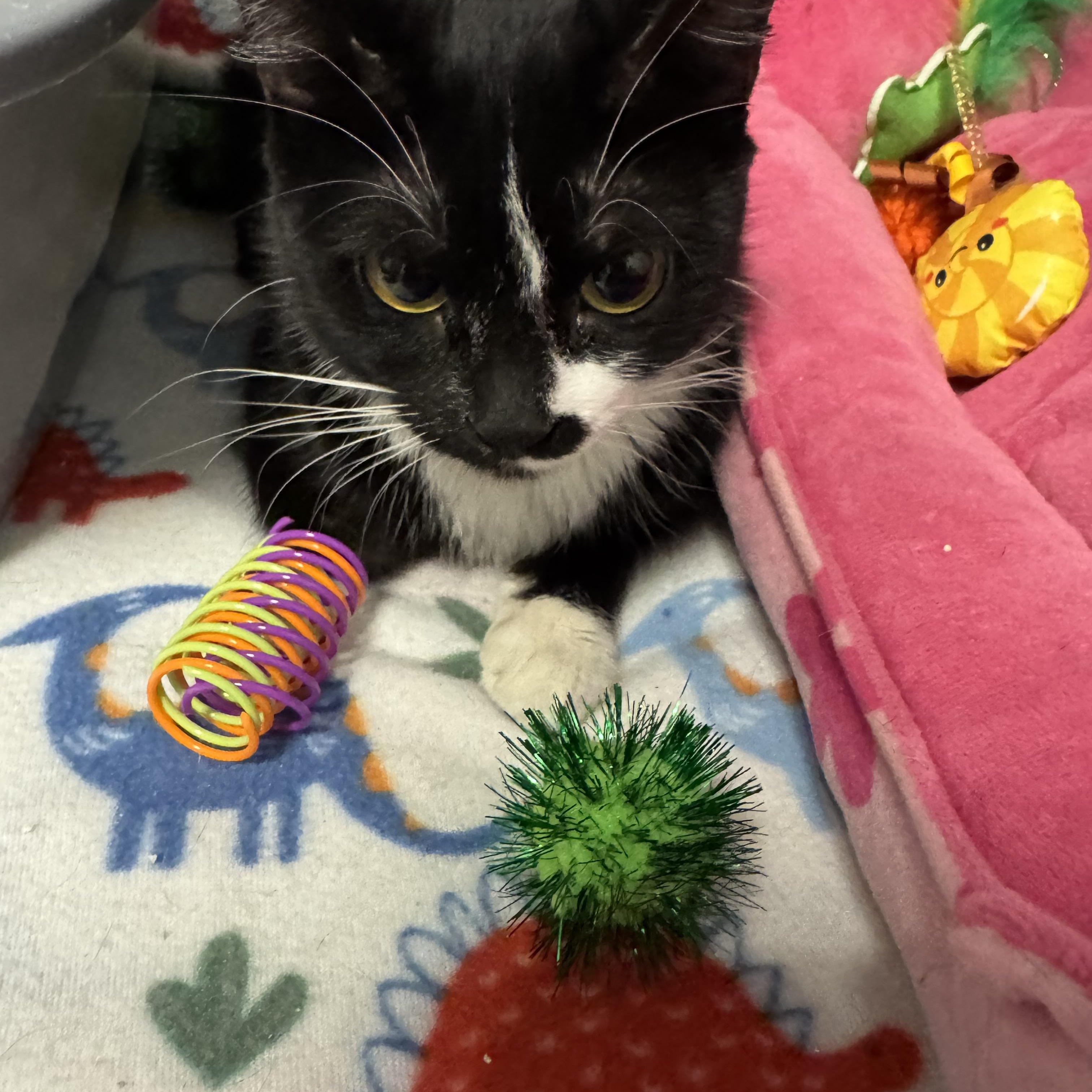Socks, a ADOPTABLE mixed breed in Valley Center, KS image 4/5