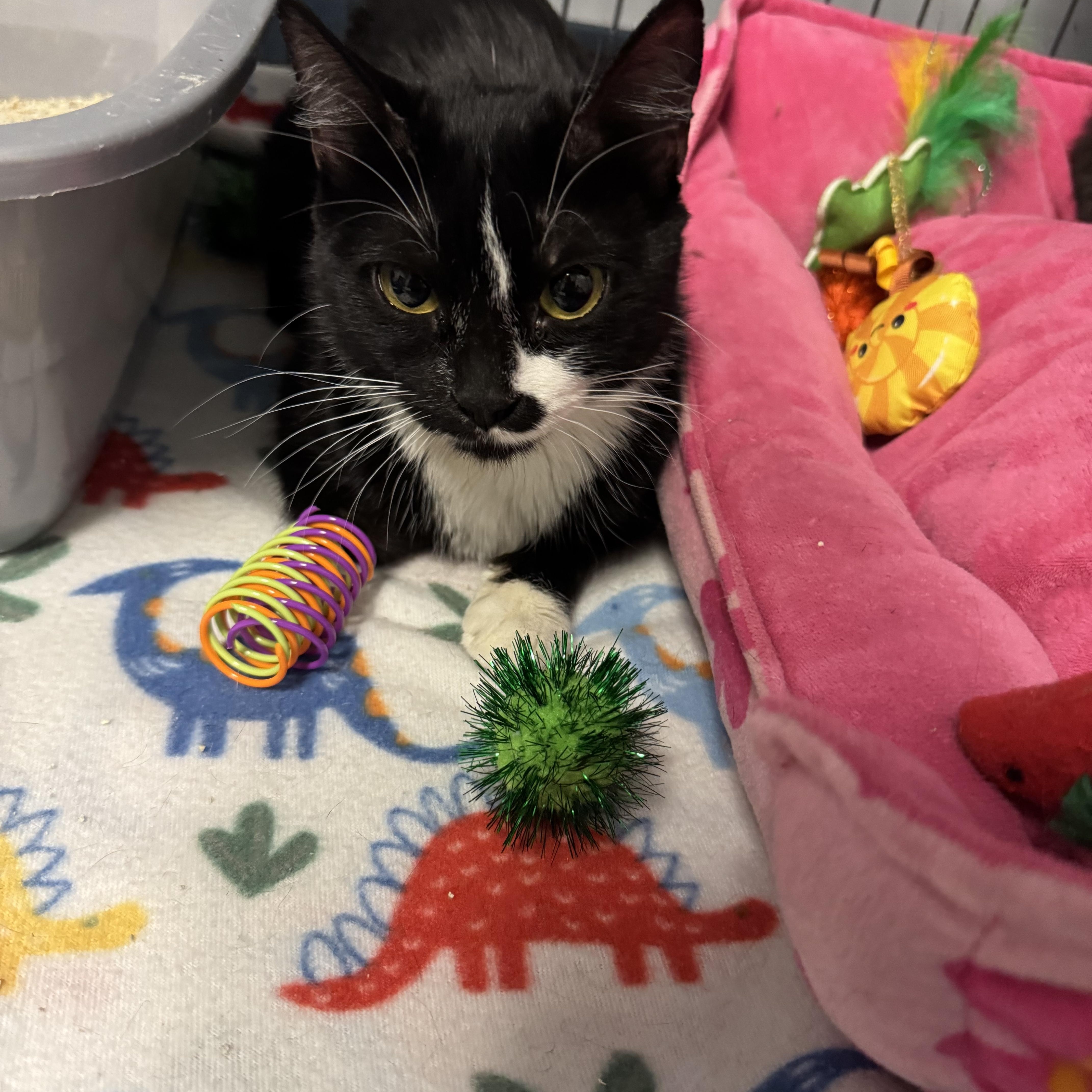 Socks, a ADOPTABLE mixed breed in Valley Center, KS image 5/5