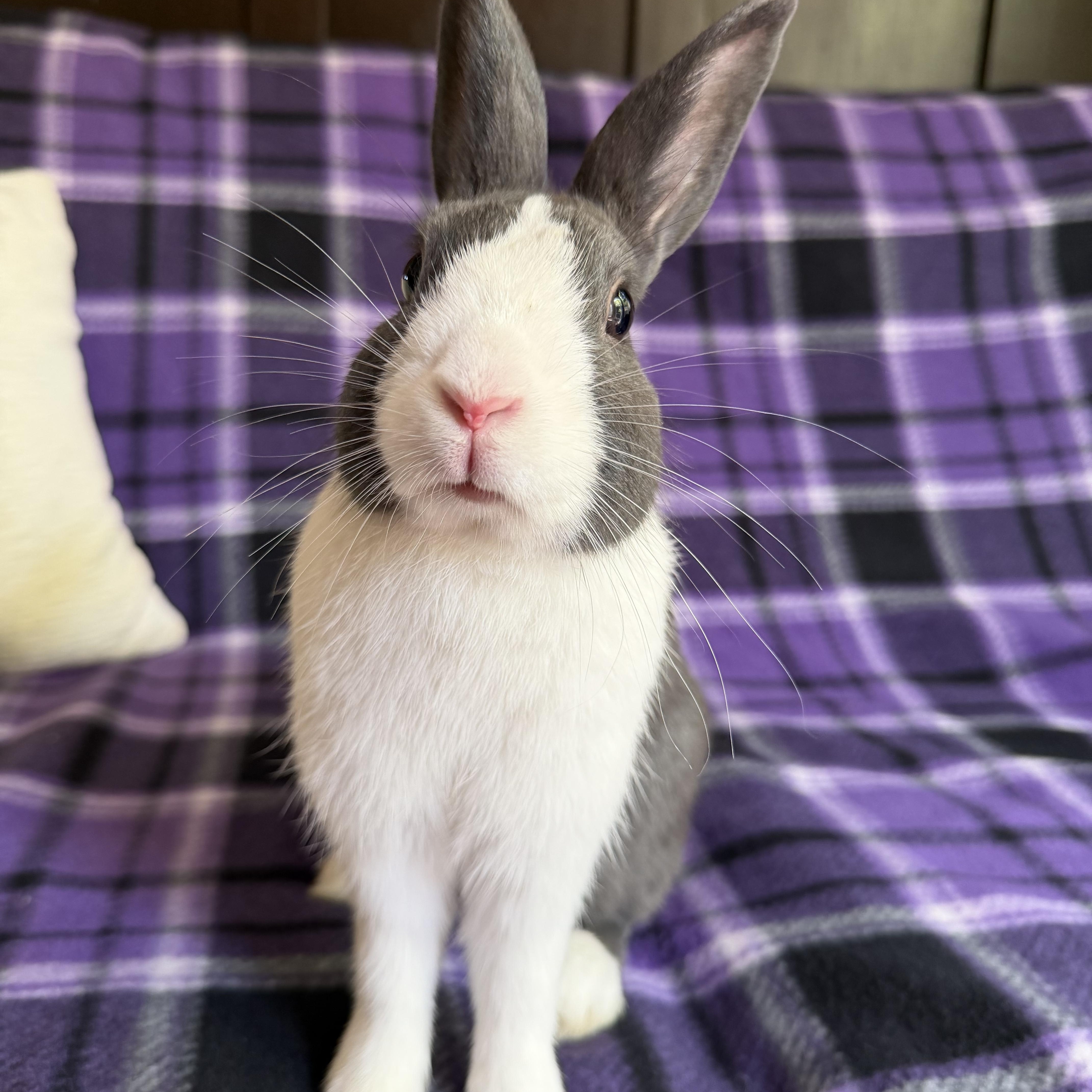 Enlarge Doolittle, a Adopted Dutch in Livermore, CA image 2/5