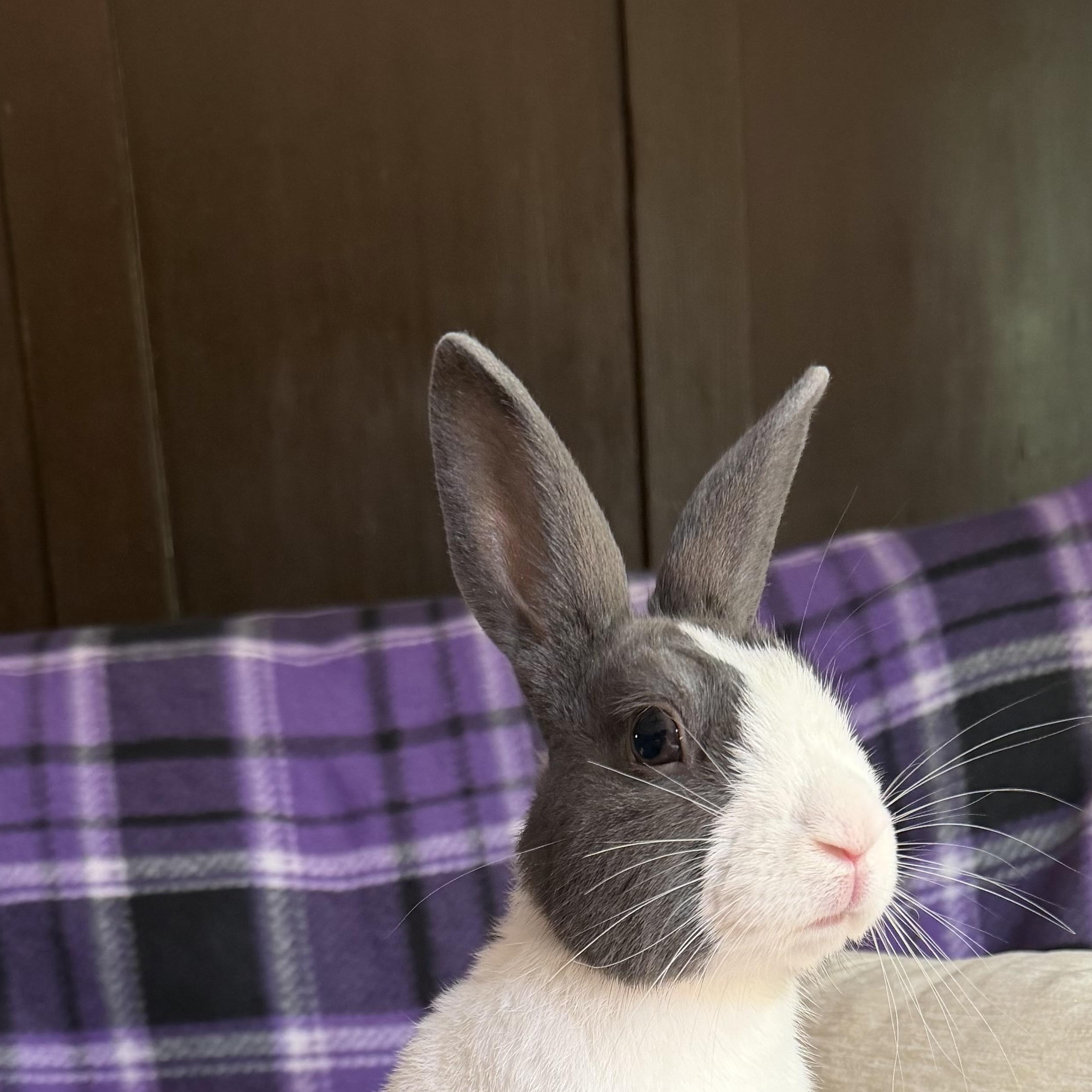 Enlarge Doolittle, a Adopted Dutch in Livermore, CA image 4/5