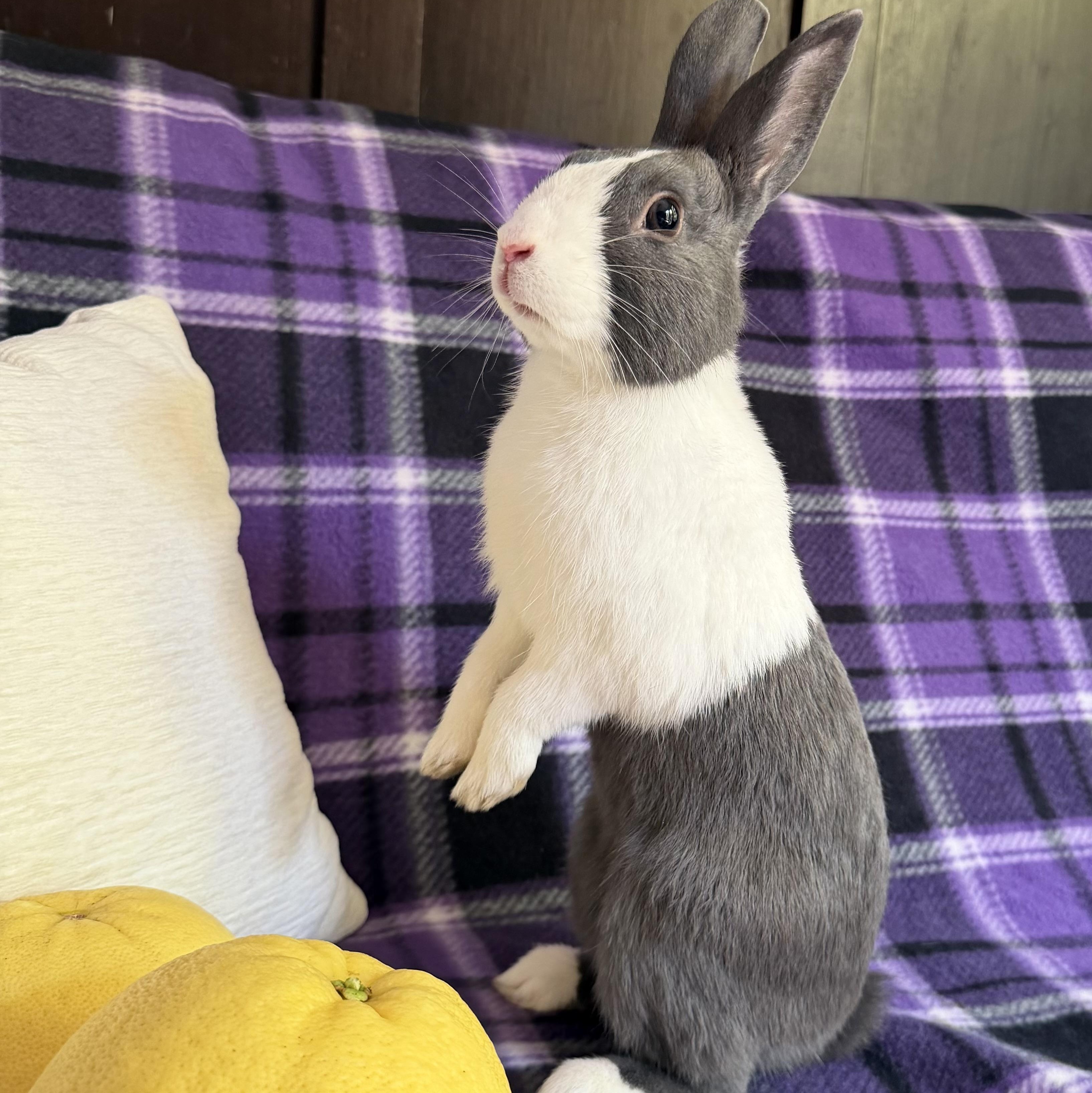 Enlarge Doolittle, a Adopted Dutch in Livermore, CA image 3/5