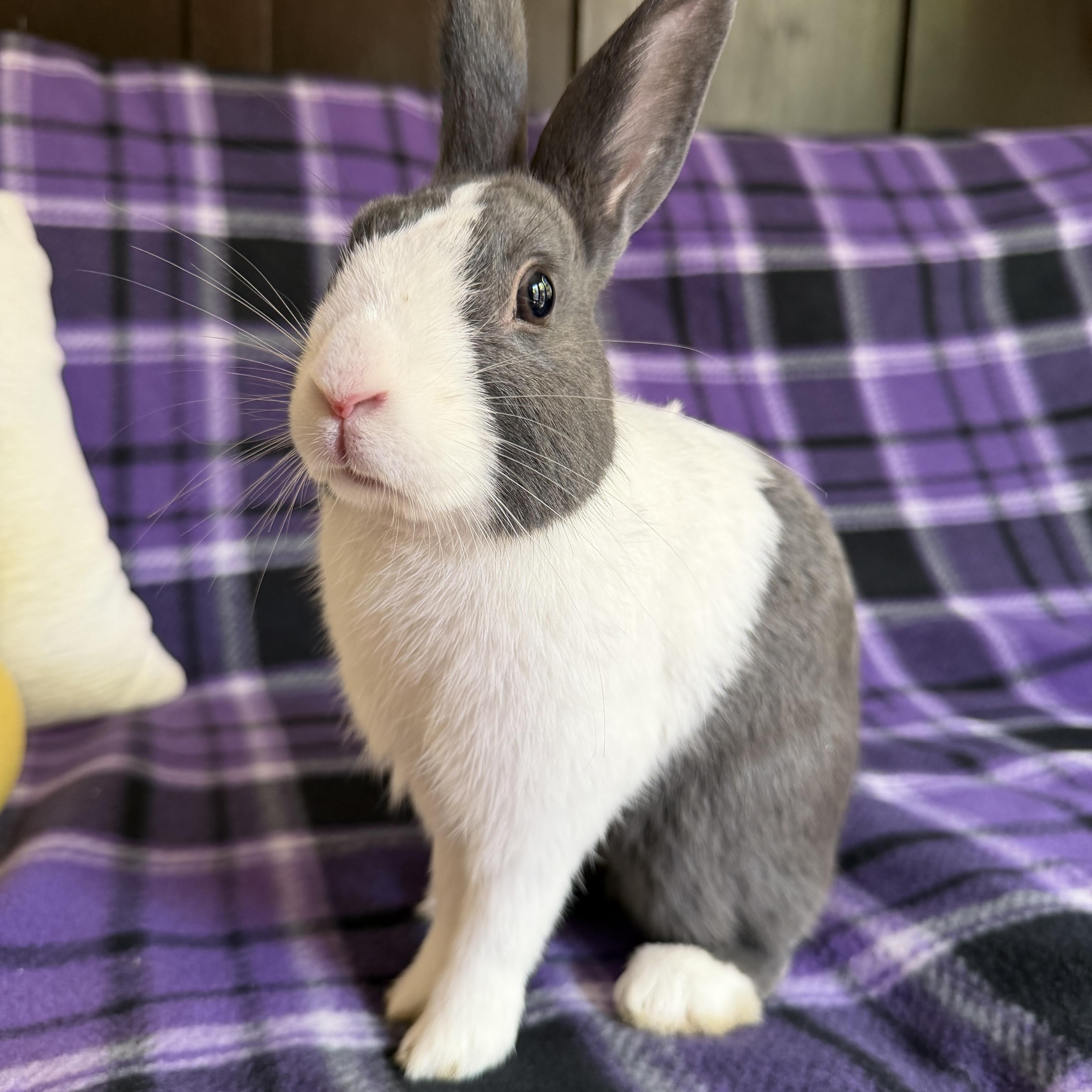 Doolittle, Adopted, Adult Male Dutch.