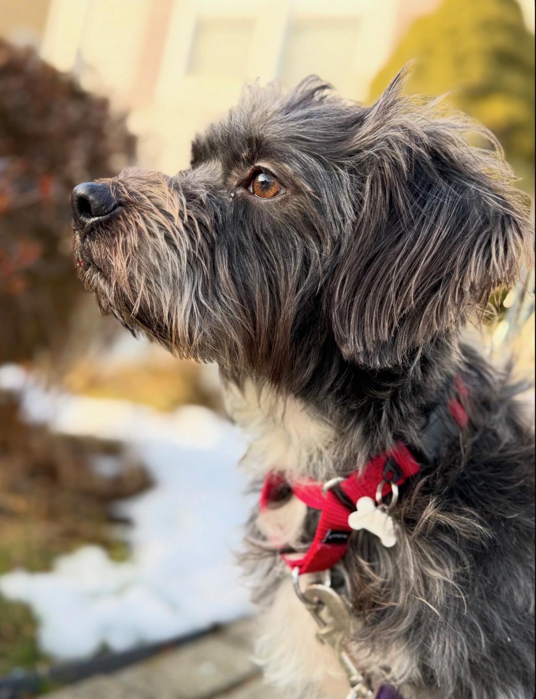 Enlarge Leo , an adopted Schnoodle in Thornwood, NY image 2/6
