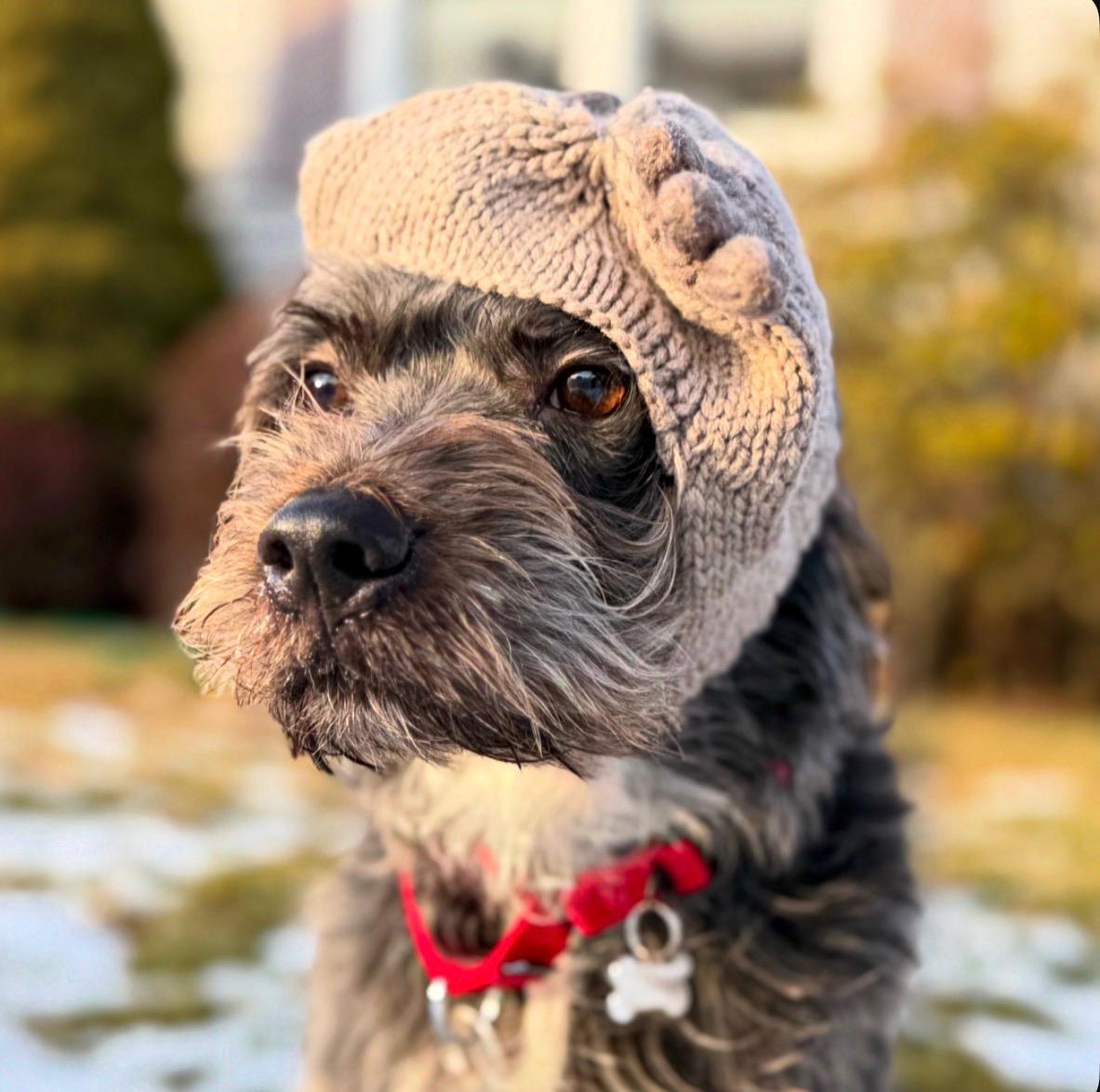 Enlarge Leo , an adopted Schnoodle in Thornwood, NY image 6/6