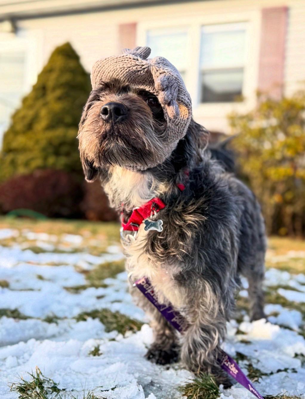 Leo , adopted, Adult Male Schnoodle.