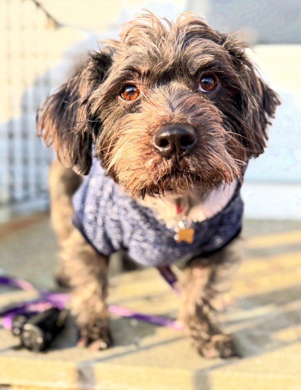 Enlarge Leo , an adopted Schnoodle in Thornwood, NY image 4/6