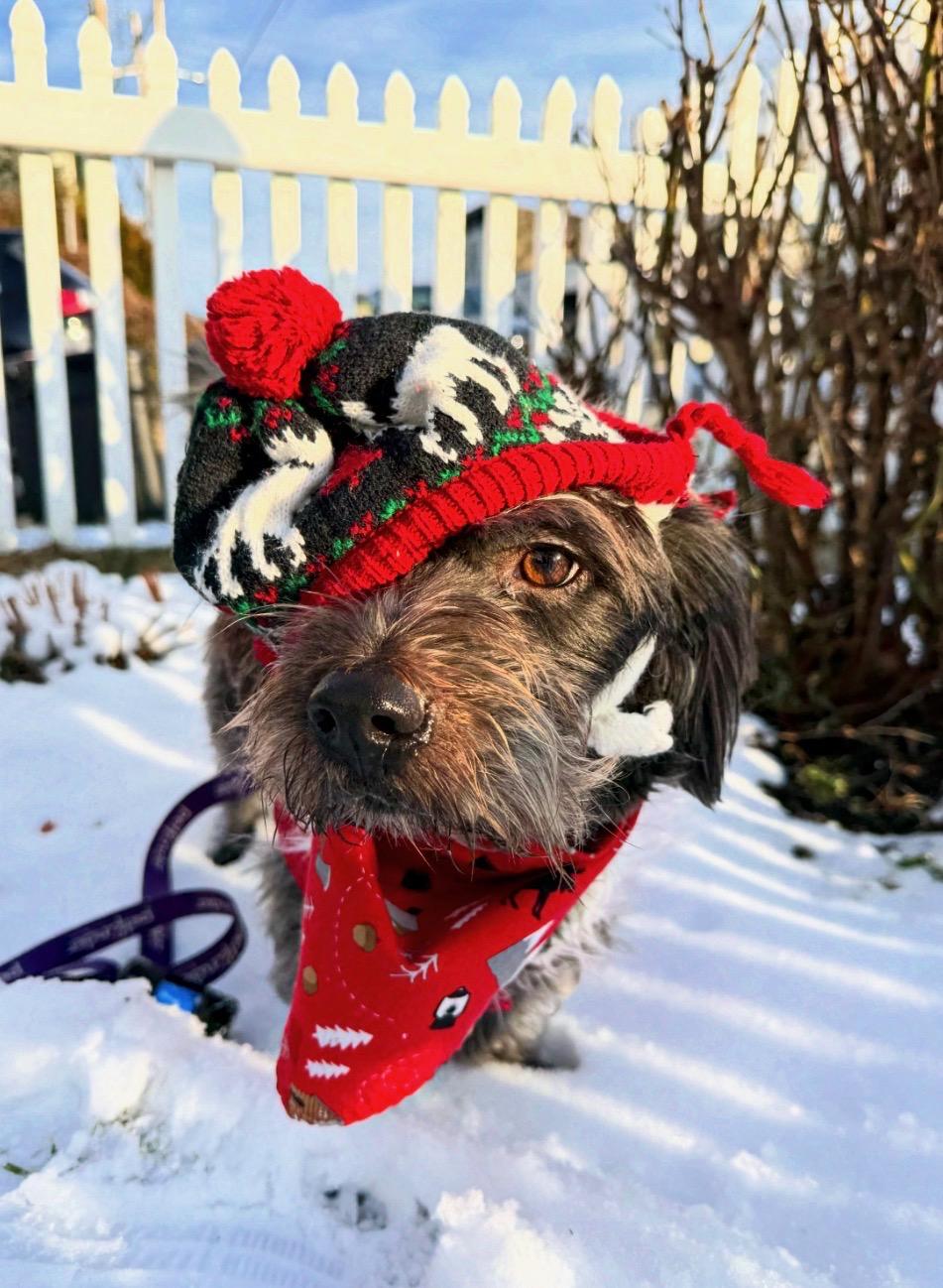 Enlarge Leo , an adopted Schnoodle in Thornwood, NY image 3/6