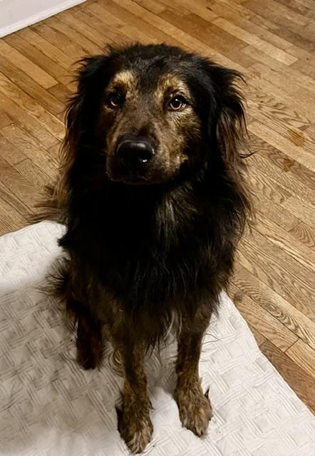 Enlarge Thaddeus (Awesome, Gentle, Companion), a ADOPTABLE mixed breed in Newfoundland, PA image 1/5