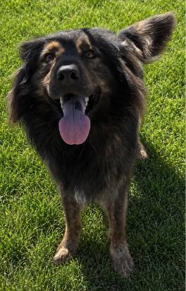 Enlarge Thaddeus (Awesome, Gentle, Companion), a ADOPTABLE mixed breed in Newfoundland, PA image 2/5
