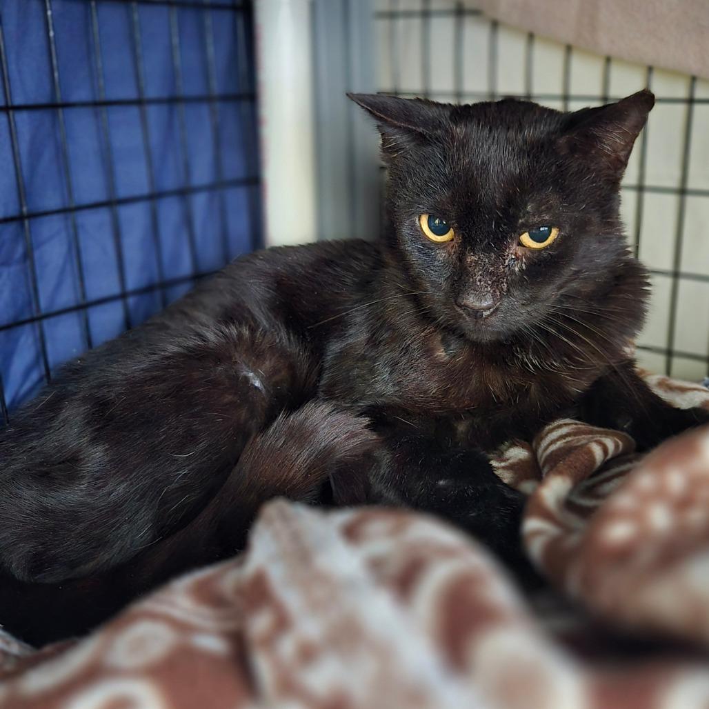 Enlarge Ink, a Adoptable Domestic Short Hair in Charlottesville, VA image 1/2