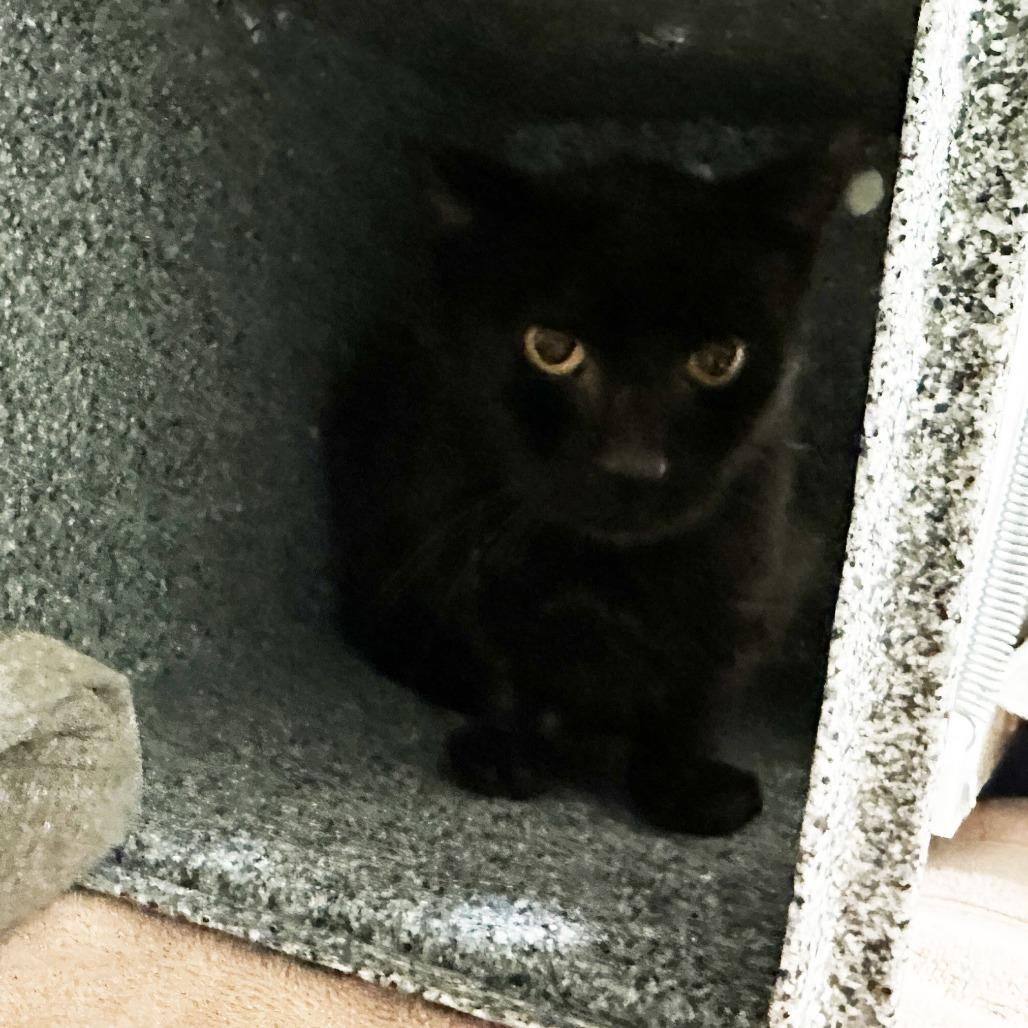 Enlarge Ink, a Adoptable Domestic Short Hair in Charlottesville, VA image 2/2