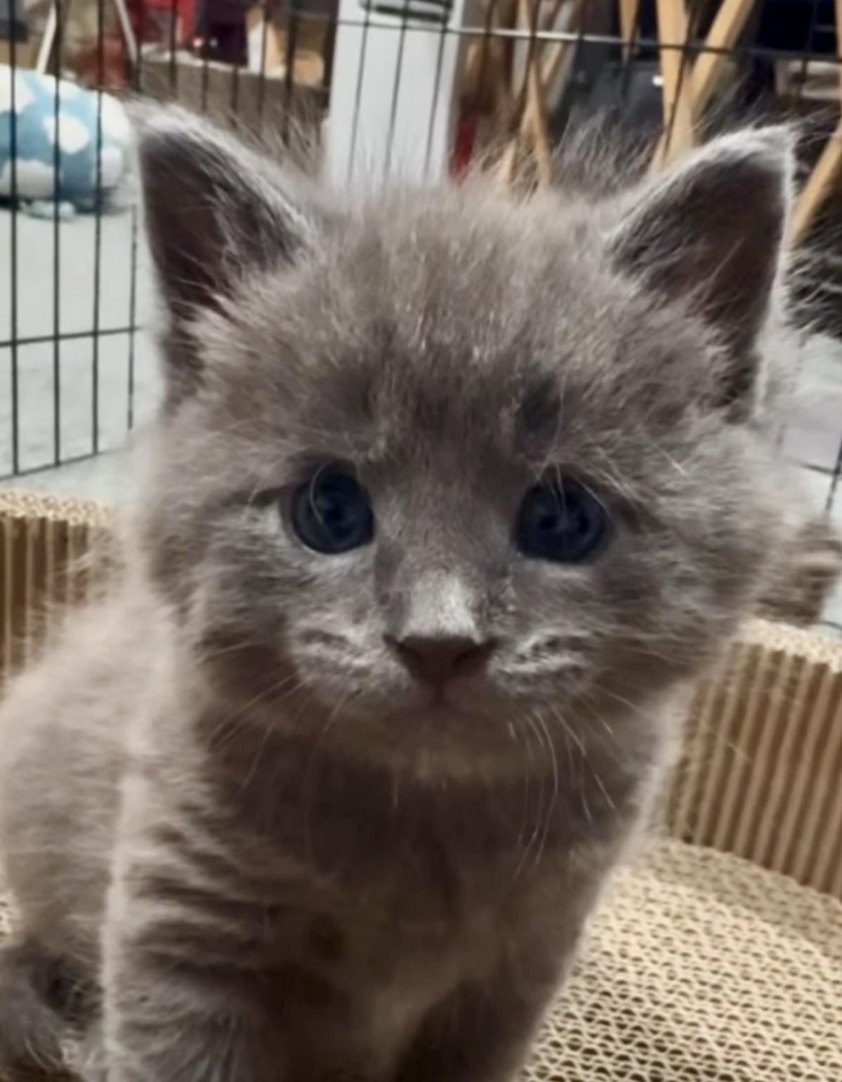 Elijah , adopted, Kitten Male Domestic Short Hair.