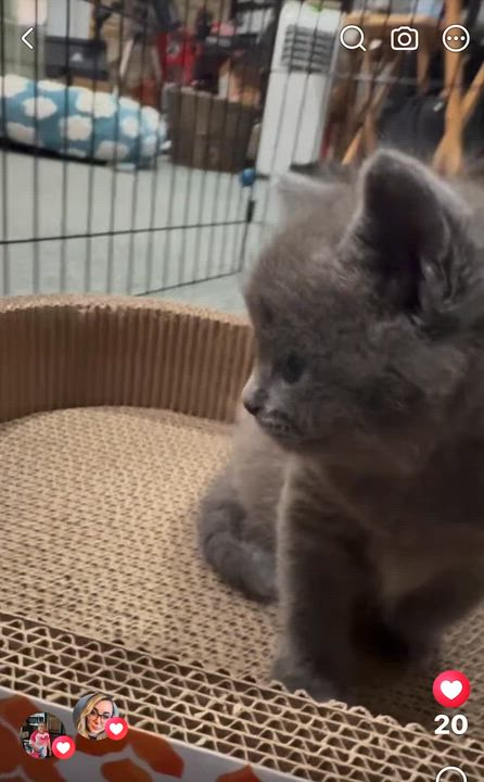 Enlarge Elijah , an adopted Domestic Short Hair in Port Washington, WI video 2/4