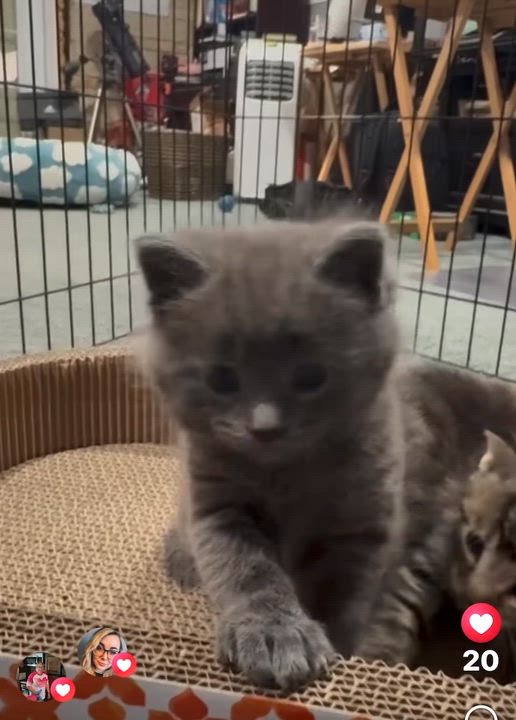 Enlarge Elijah , an adopted Domestic Short Hair in Port Washington, WI video 4/4