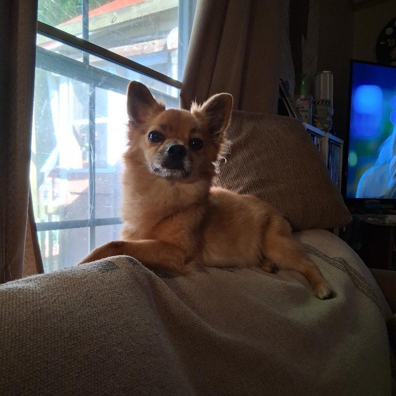 ChiChi, ADOPTABLE, Adult Male Chihuahua & Pomeranian.