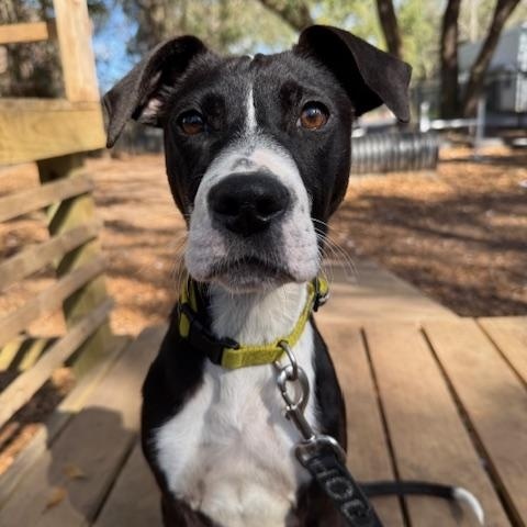 Tatiana (in Foster Care), adoptable, Puppy Female Mixed Breed.