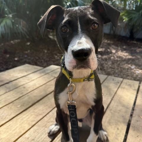 Tatiana (in Foster Care), an adoptable Mixed Breed in Charleston, SC image 3/3