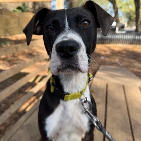 Tatiana (in Foster Care), an adoptable Mixed Breed in Charleston, SC image 2/3