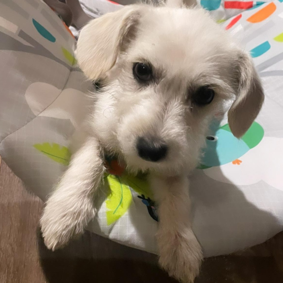 Enlarge Evie , an adopted mixed breed in Inez, TX image 1/6